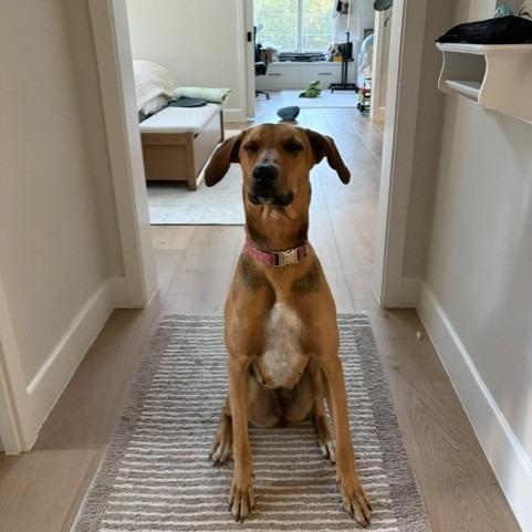 Enlarge Luna, a Adoptable mixed breed in San Antonio, TX image 1/4