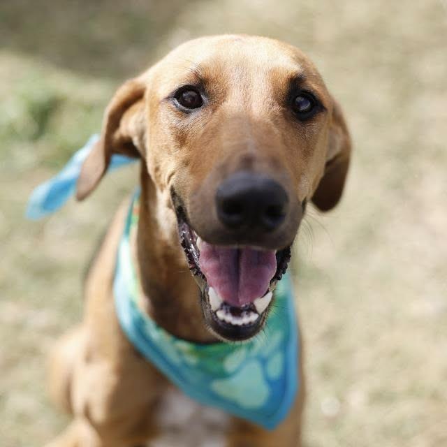 Enlarge Luna, a Adoptable mixed breed in San Antonio, TX image 2/4