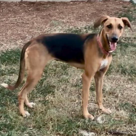 Enlarge Luna, a Adoptable mixed breed in San Antonio, TX image 3/4