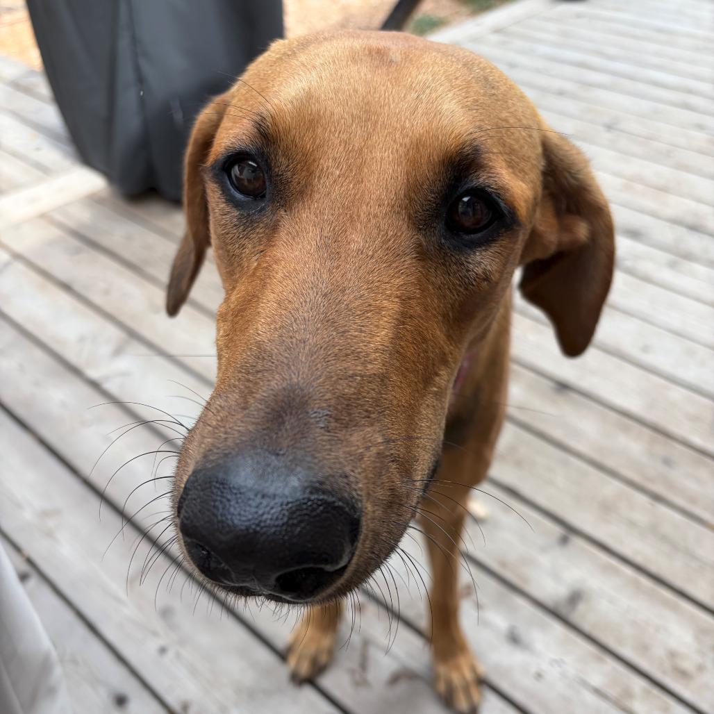 Enlarge Luna, a Adoptable mixed breed in San Antonio, TX image 4/4