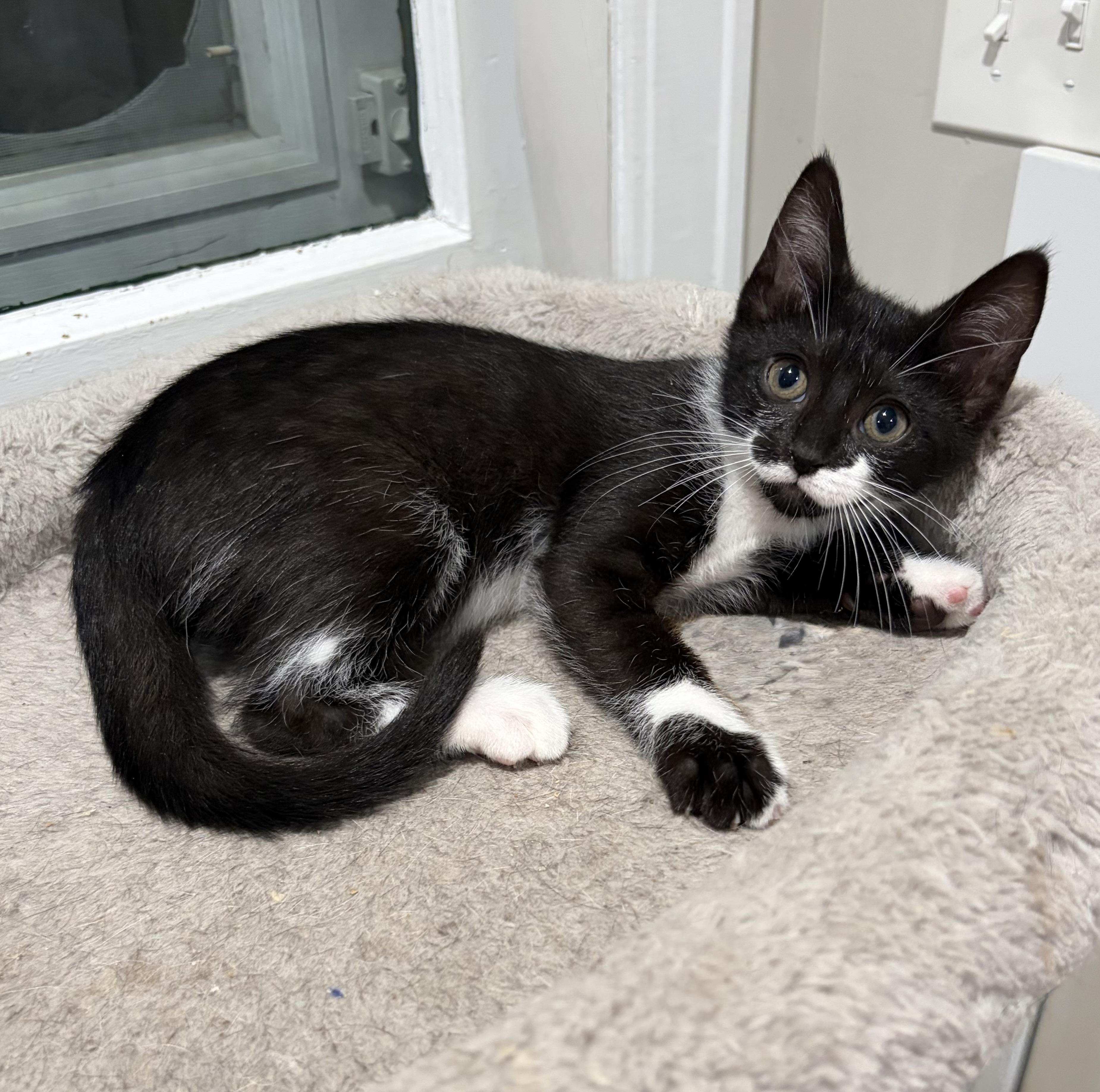 Enlarge Bernadette, a Adoptable mixed breed in East Amherst, NY image 2/6