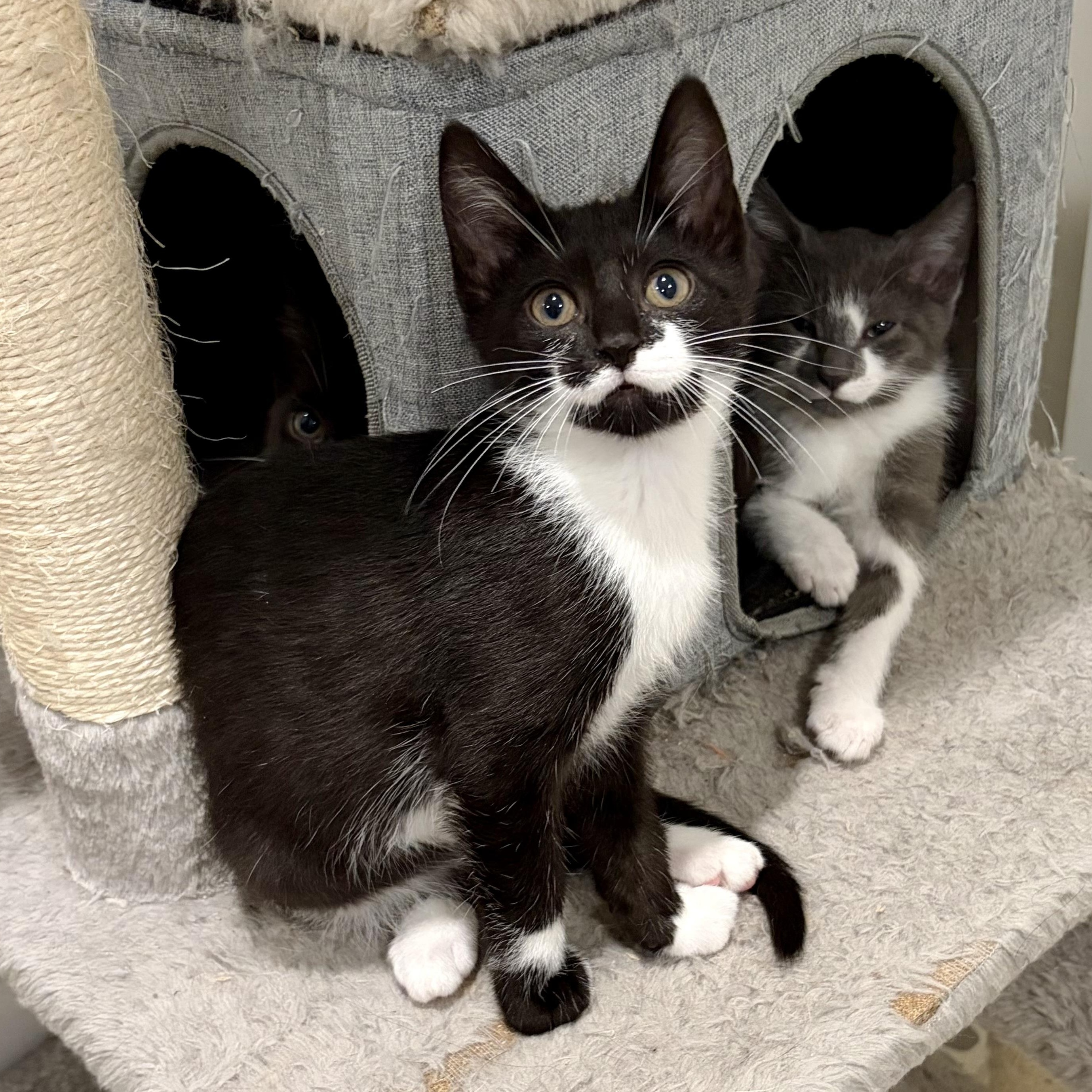 Bernadette, Adoptable, Kitten Female Domestic Short Hair & Tuxedo.