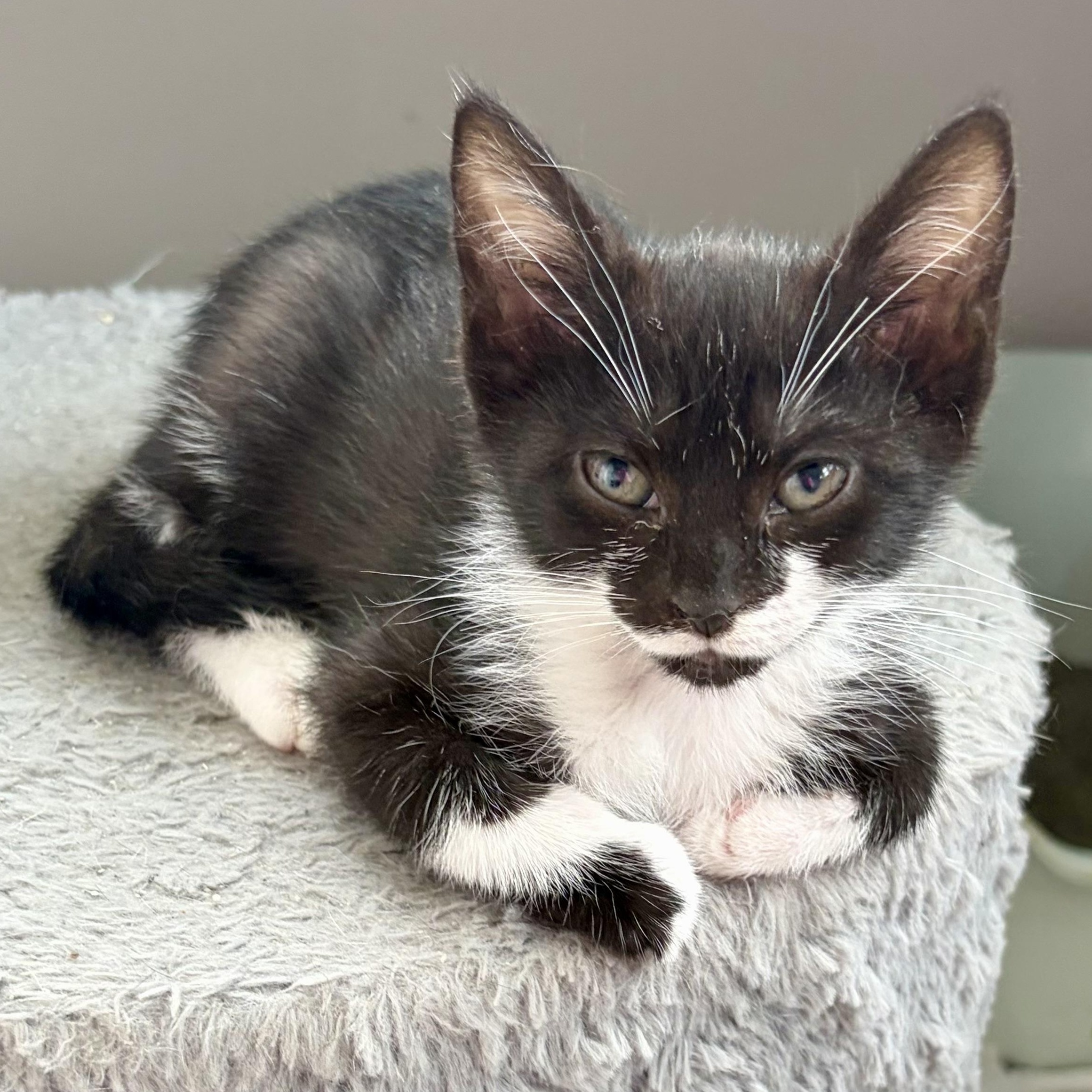 Enlarge Bernadette, a Adoptable mixed breed in East Amherst, NY image 3/6