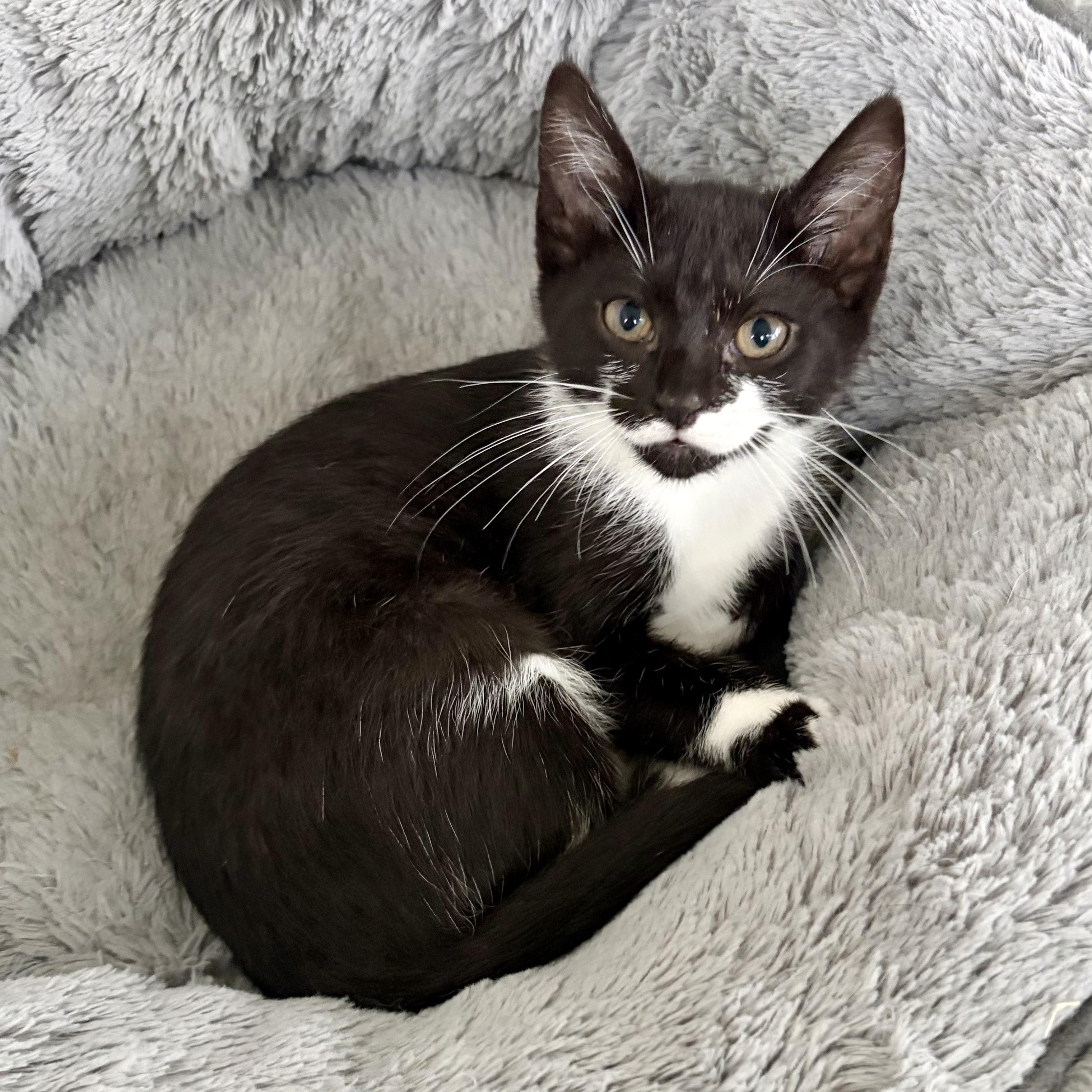 Enlarge Bernadette, a Adoptable mixed breed in East Amherst, NY image 4/6