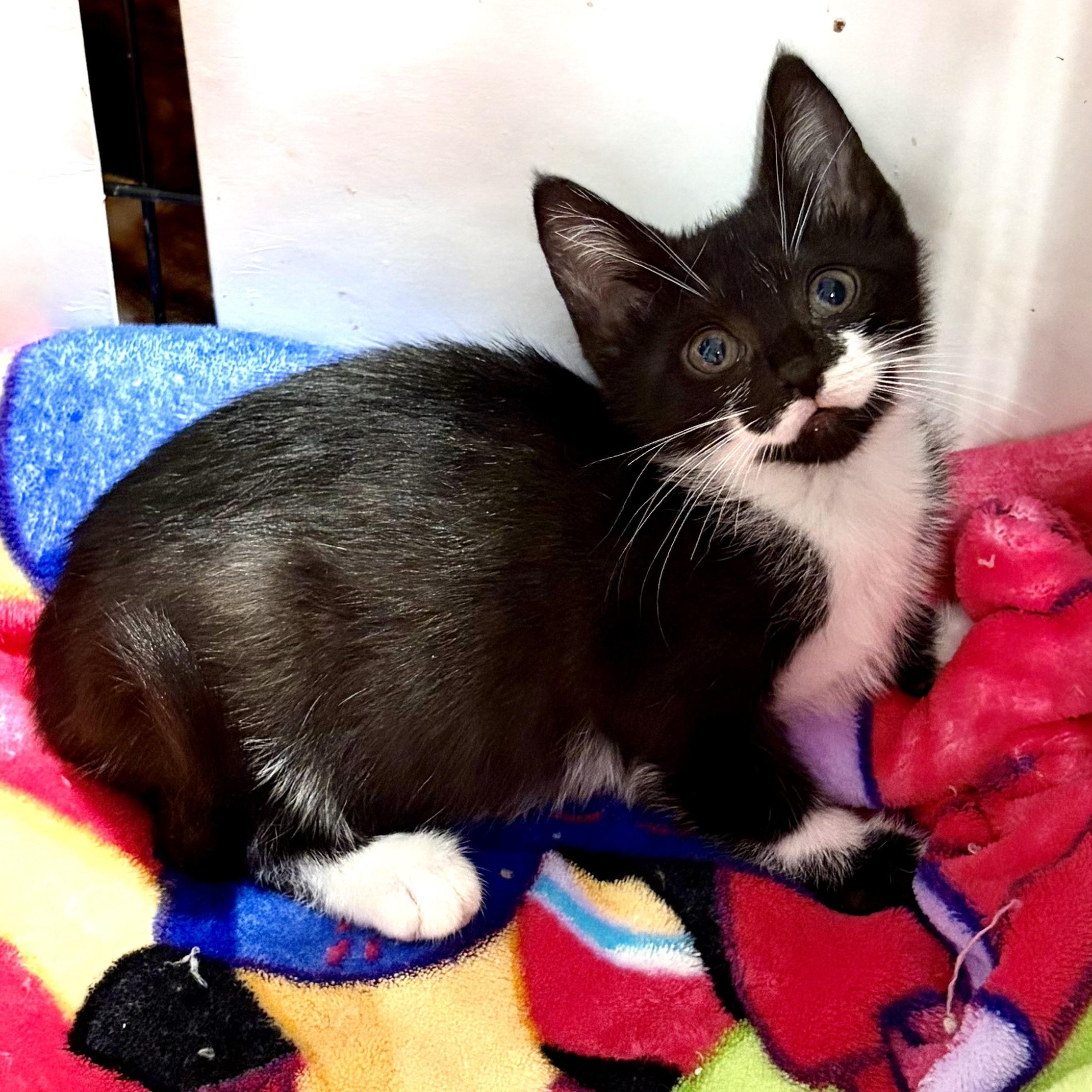 Enlarge Bernadette, a Adoptable mixed breed in East Amherst, NY image 6/6