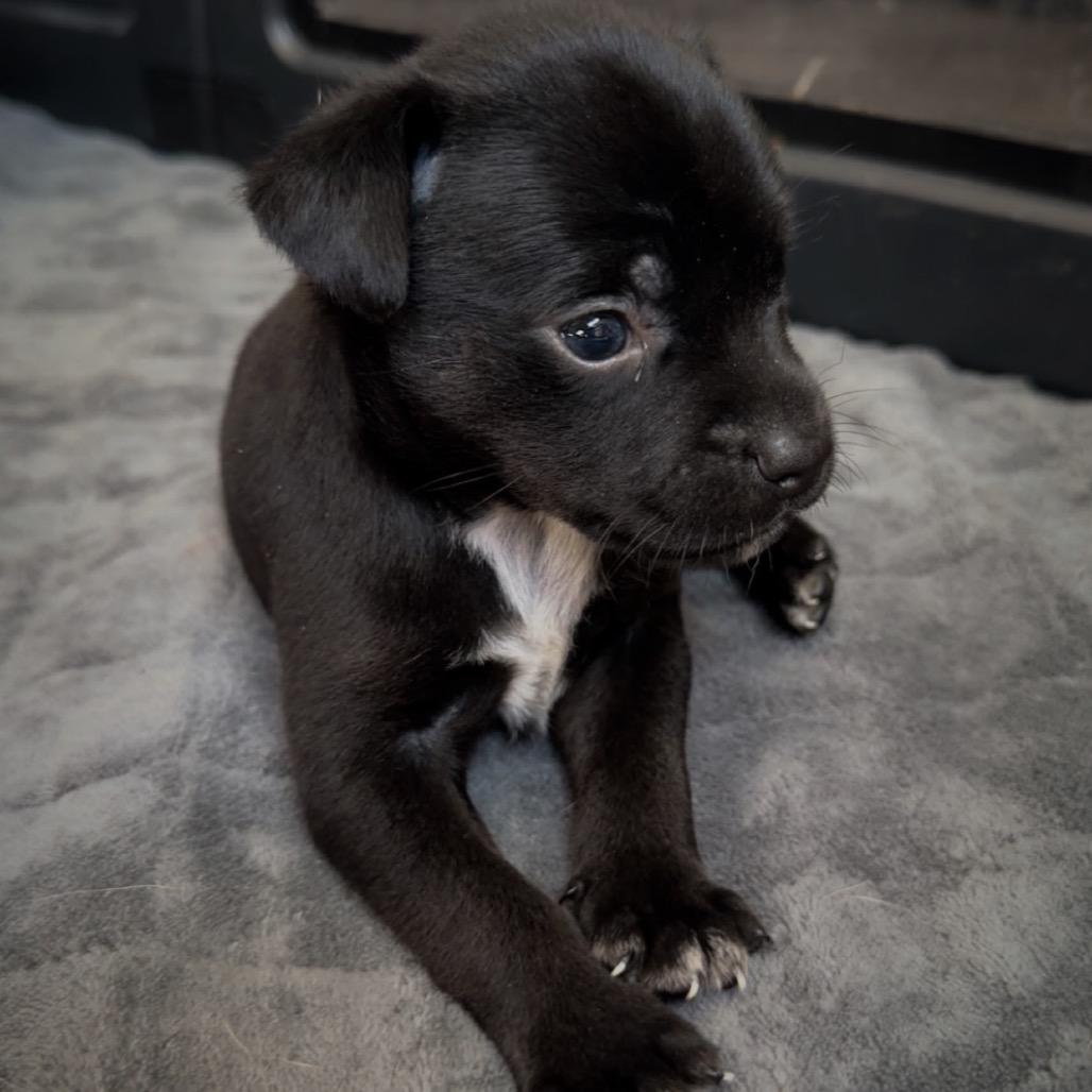 Enlarge Shot, a Adoptable mixed breed in St. Charles, MO image 1/3