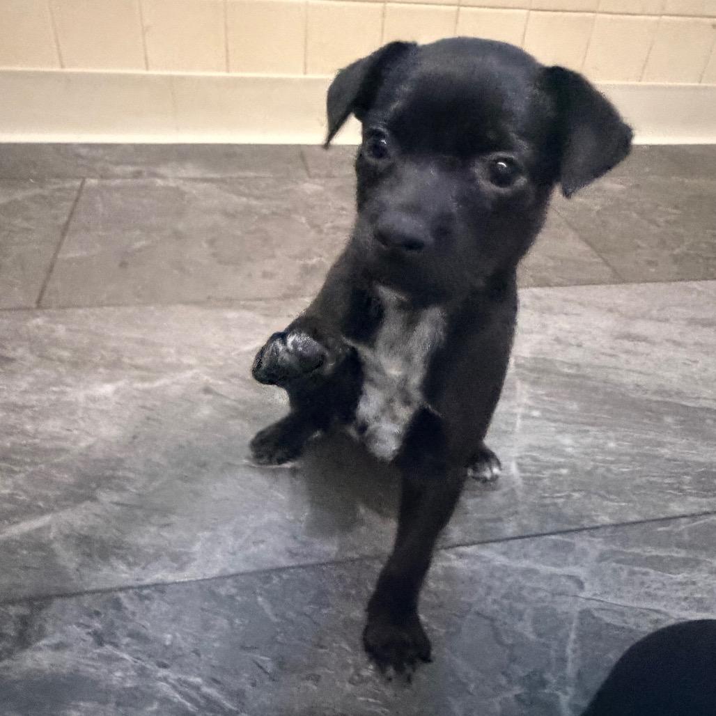 Enlarge Shot, a Adoptable mixed breed in St. Charles, MO image 2/3
