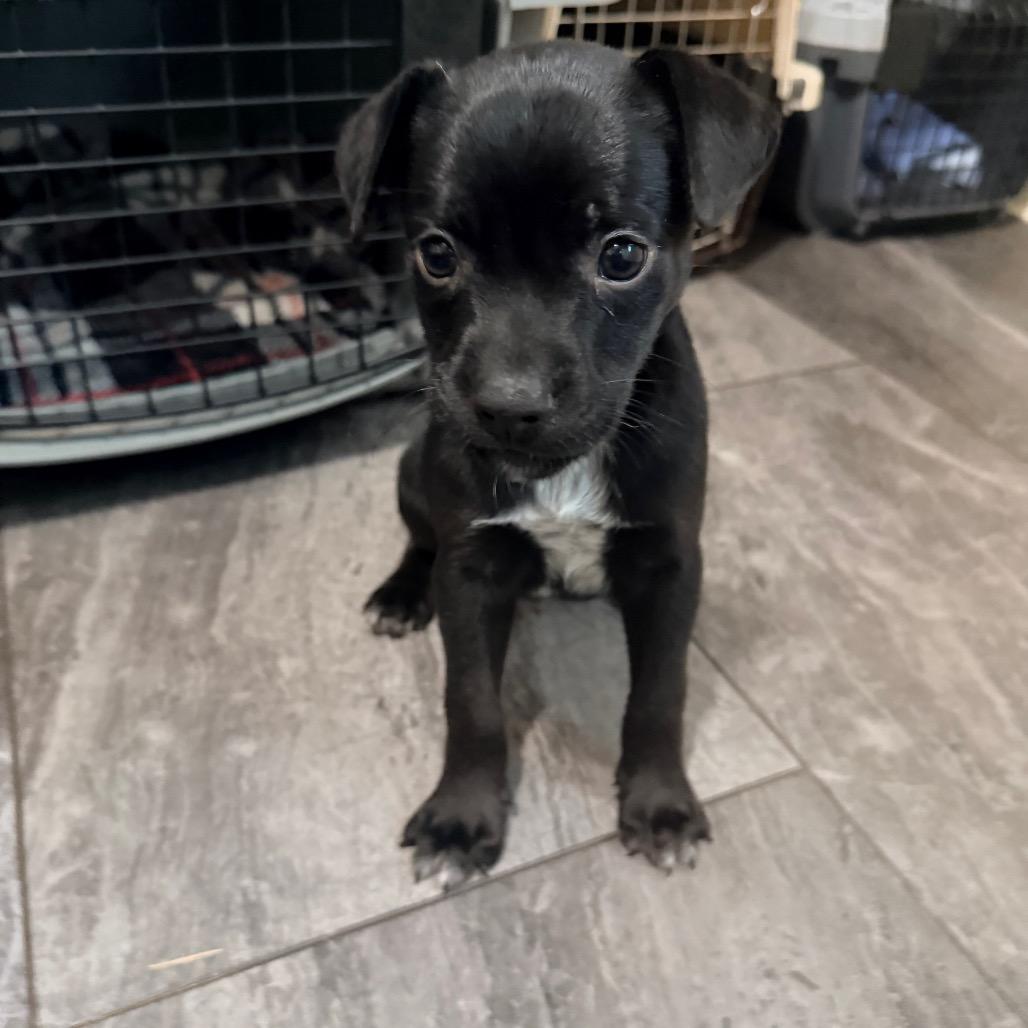 Enlarge Shot, a Adoptable mixed breed in St. Charles, MO image 3/3