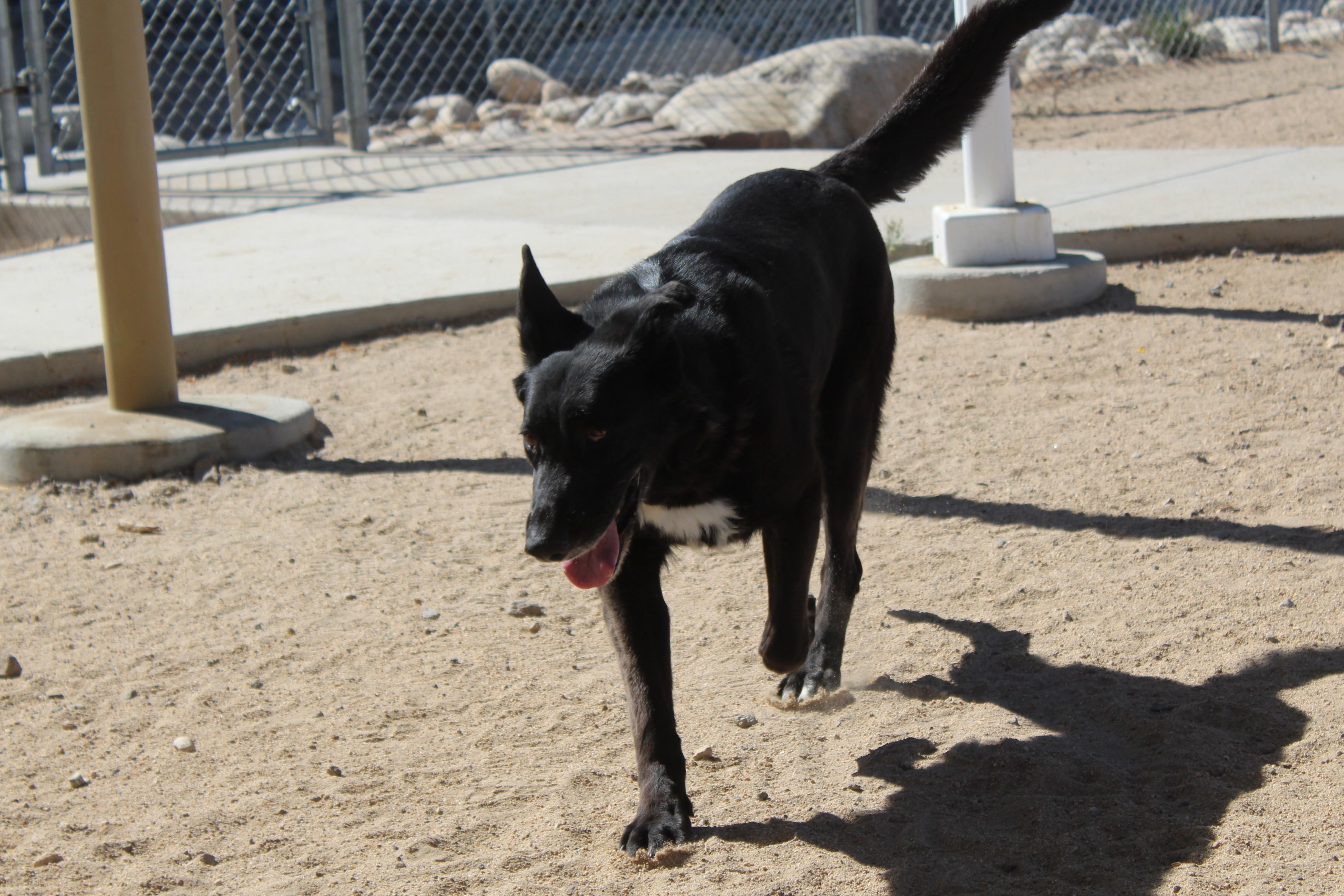 Enlarge Athena, a ADOPTABLE mixed breed in Yucca Valley, CA image 2/6