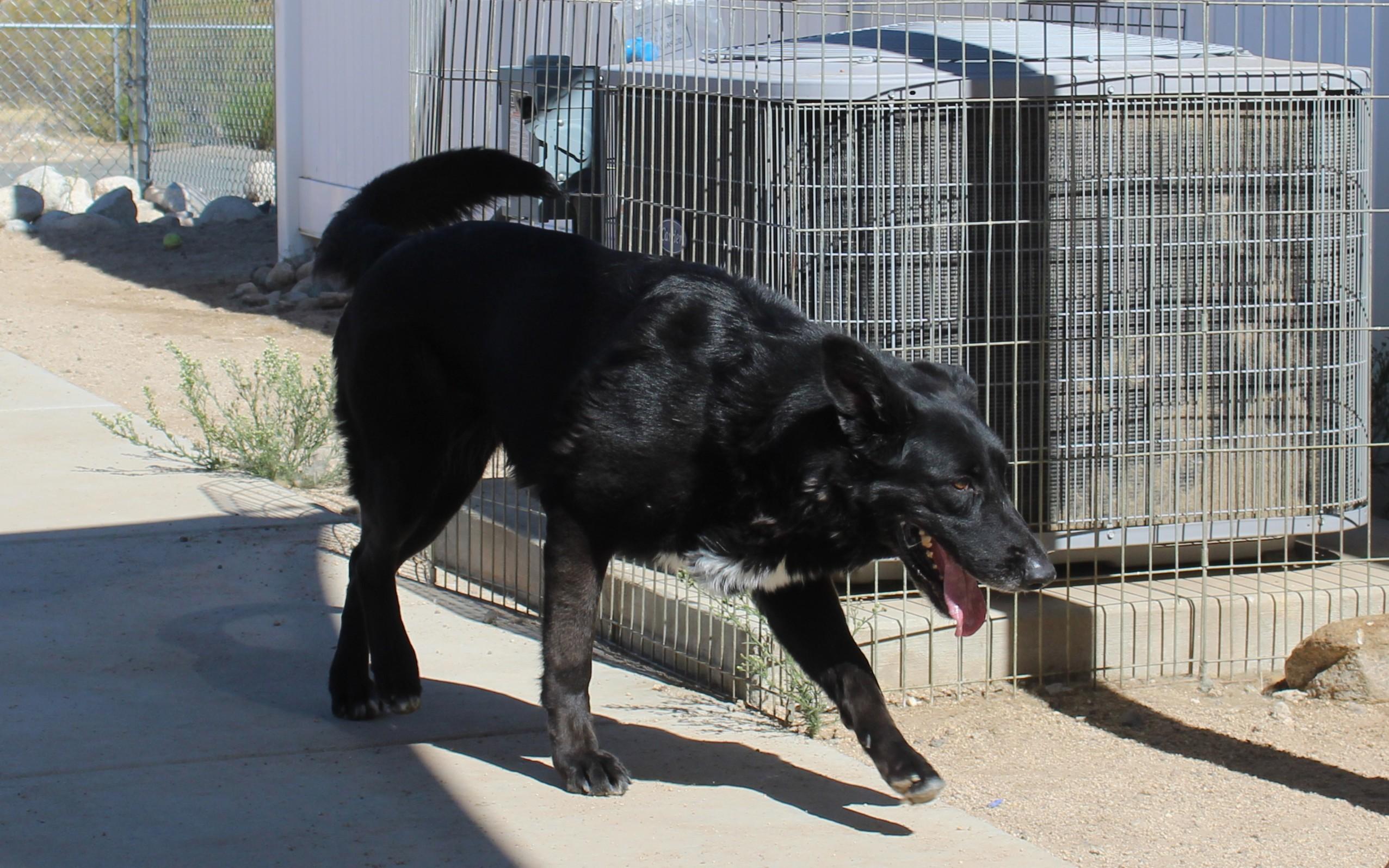 Enlarge Athena, a ADOPTABLE mixed breed in Yucca Valley, CA image 4/6