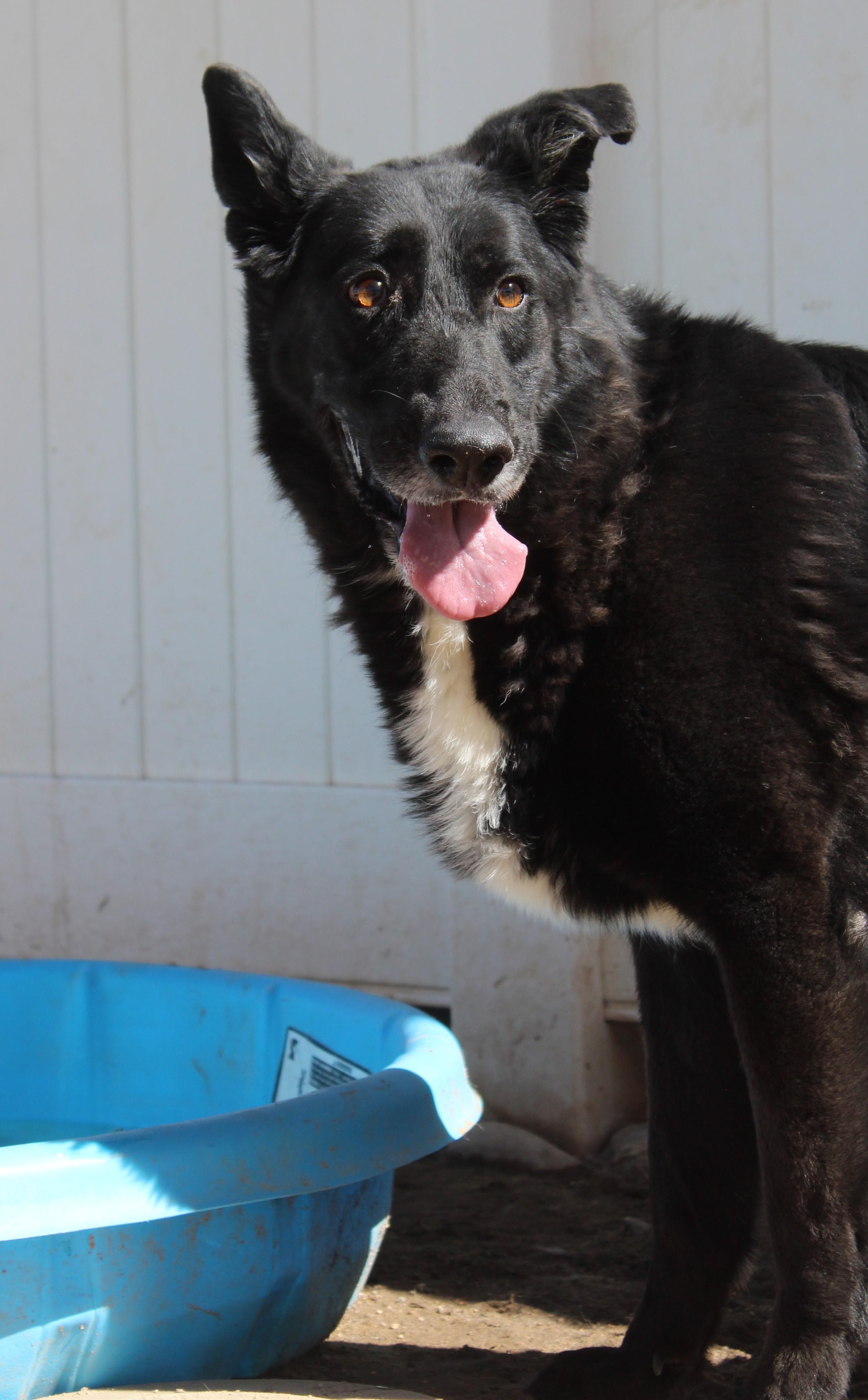 Enlarge Athena, a ADOPTABLE mixed breed in Yucca Valley, CA image 3/6
