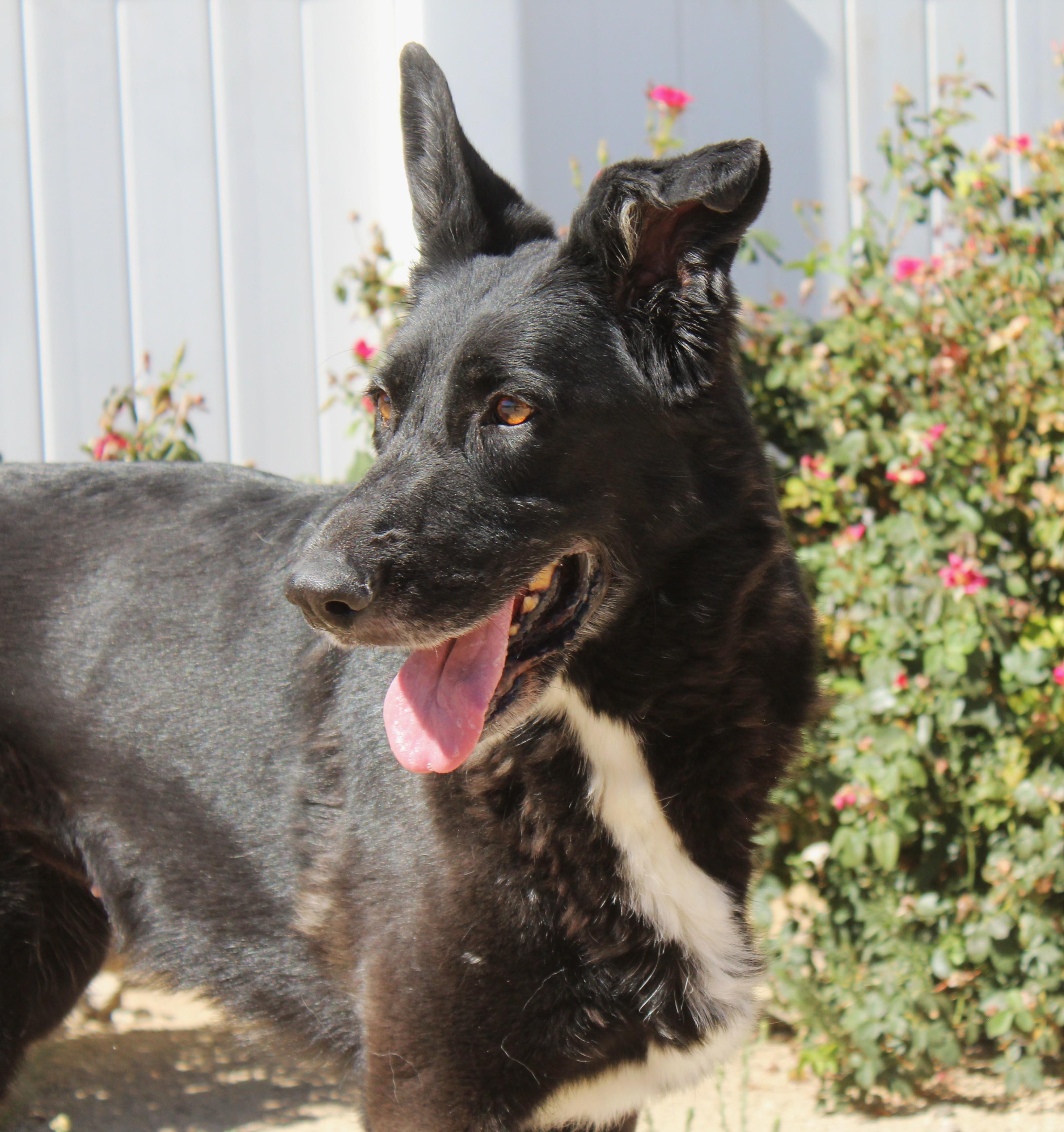 Enlarge Athena, a ADOPTABLE mixed breed in Yucca Valley, CA image 1/6
