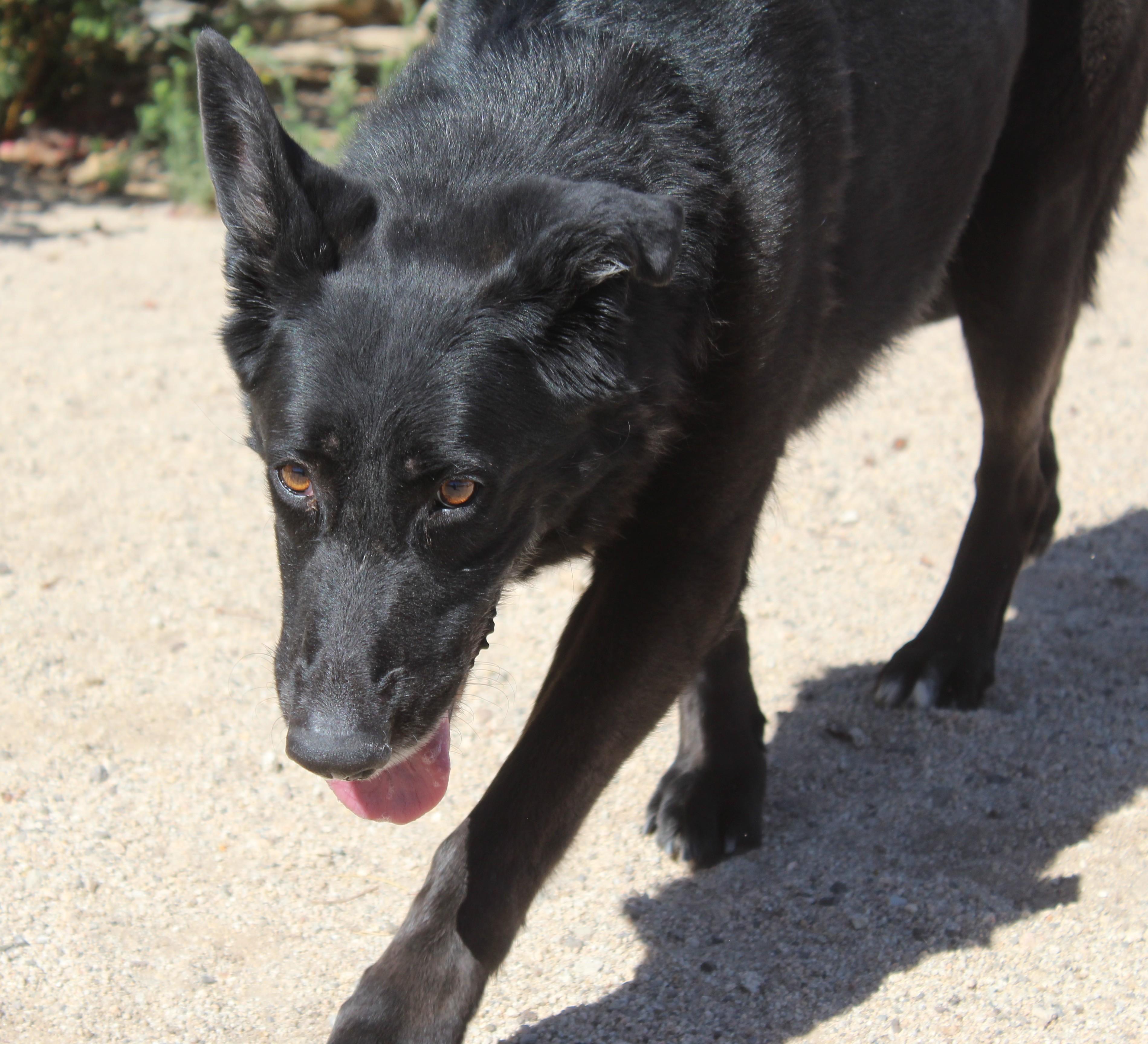 Enlarge Athena, a ADOPTABLE mixed breed in Yucca Valley, CA image 6/6