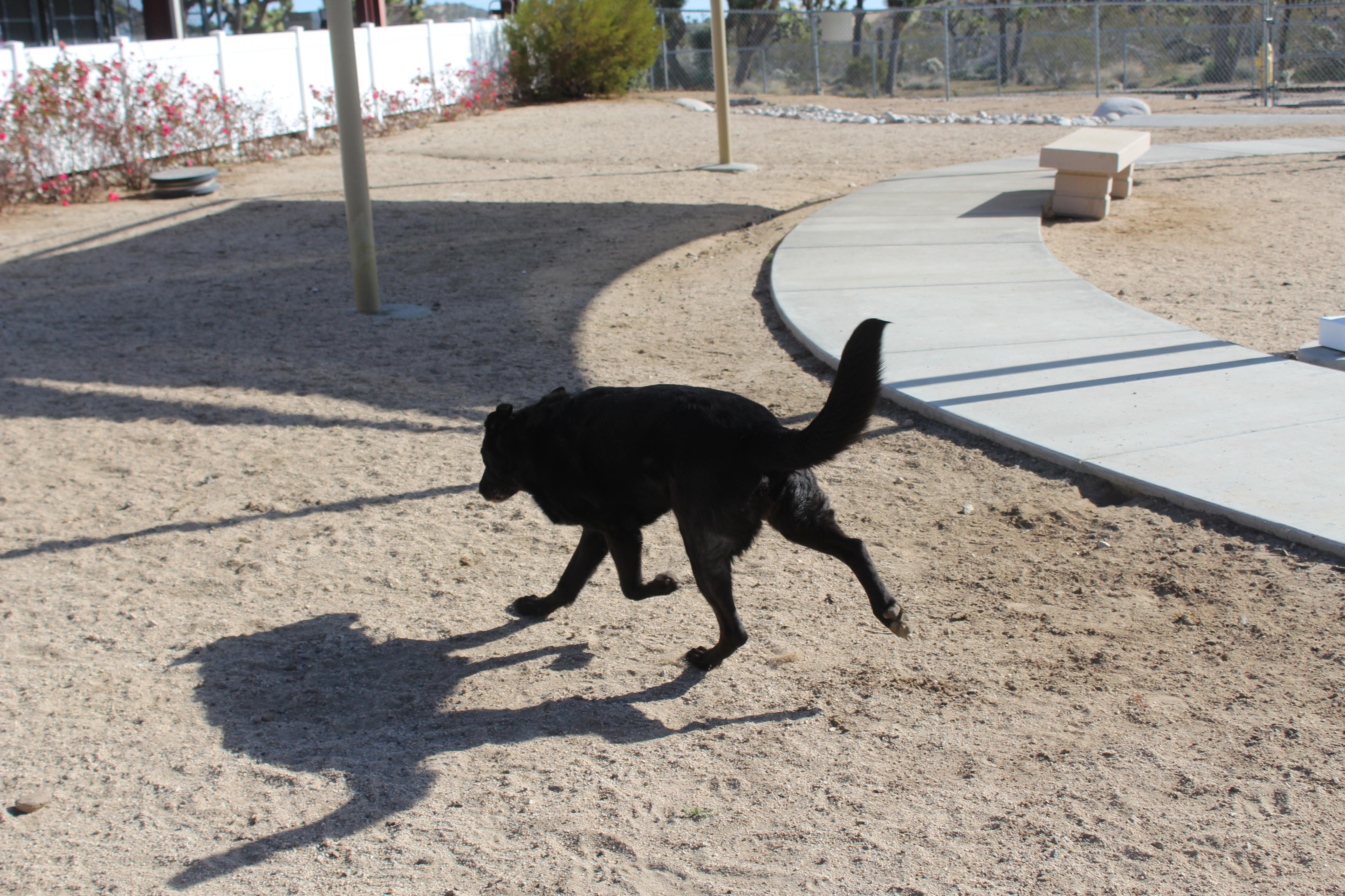 Enlarge Athena, a ADOPTABLE mixed breed in Yucca Valley, CA image 2/3