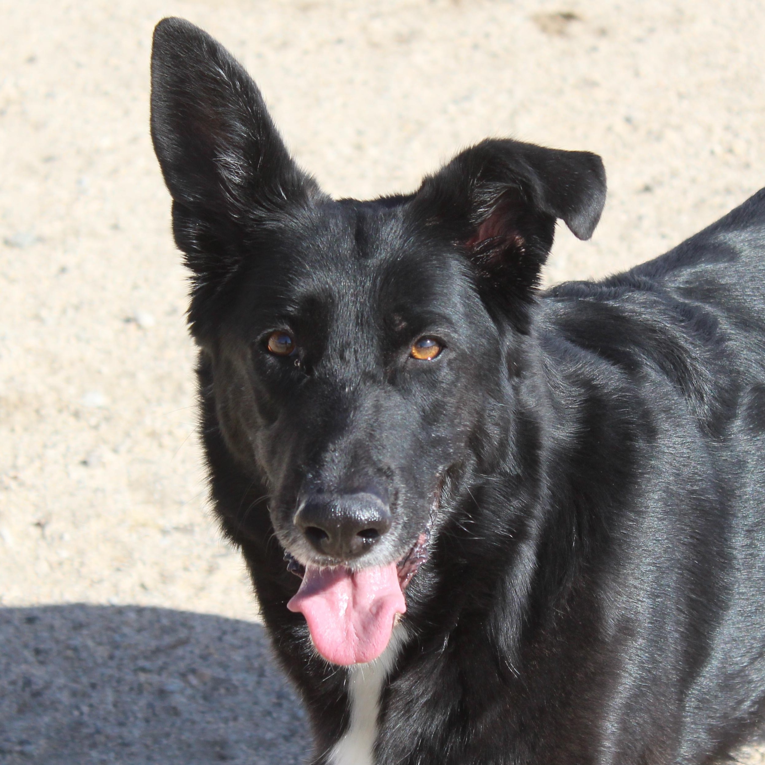 Enlarge Athena, a ADOPTABLE mixed breed in Yucca Valley, CA image 1/3
