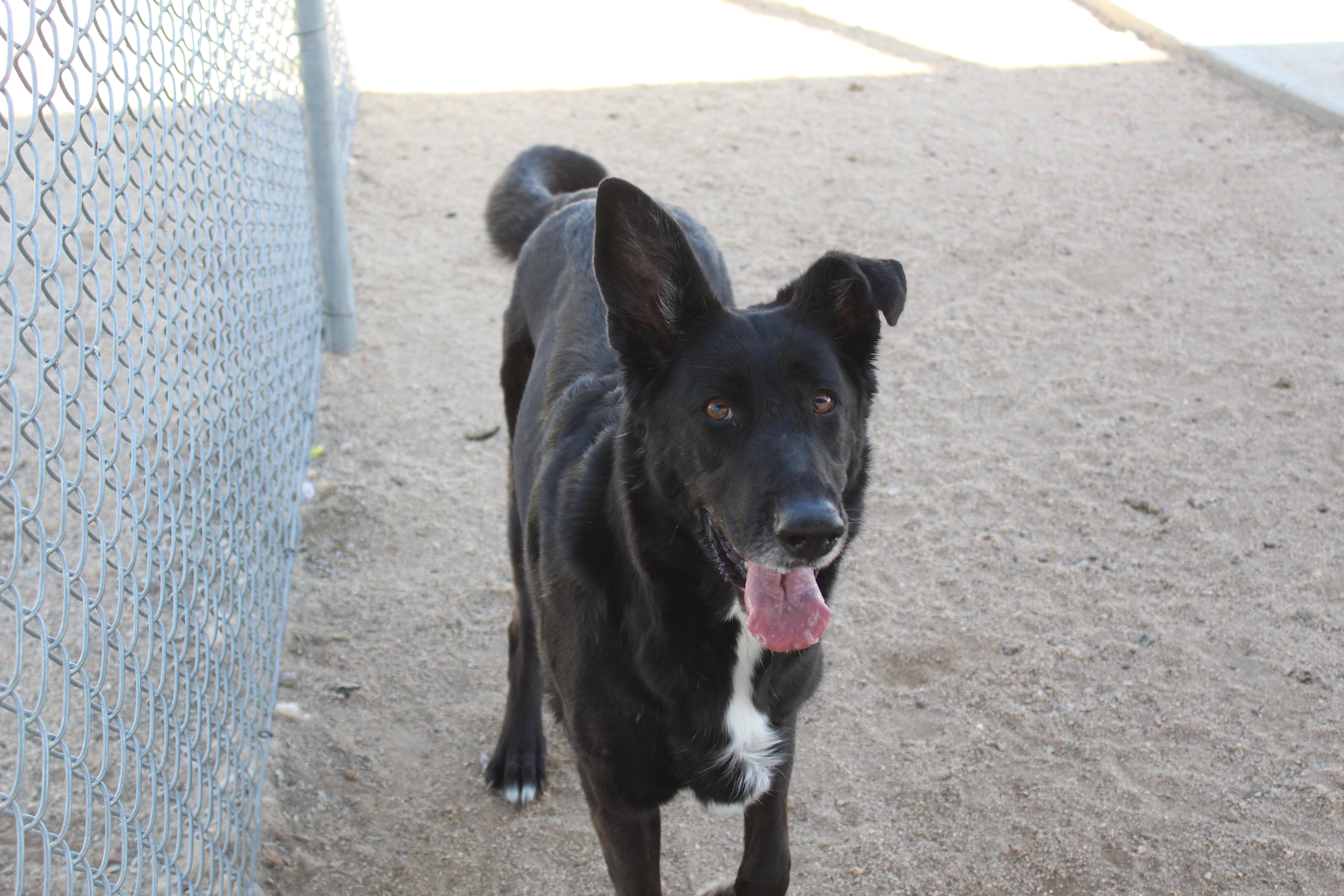 Enlarge Athena, a ADOPTABLE mixed breed in Yucca Valley, CA image 3/3