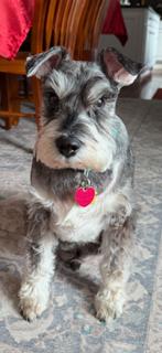 Pepper M, Adopted, Senior Male Miniature Schnauzer.