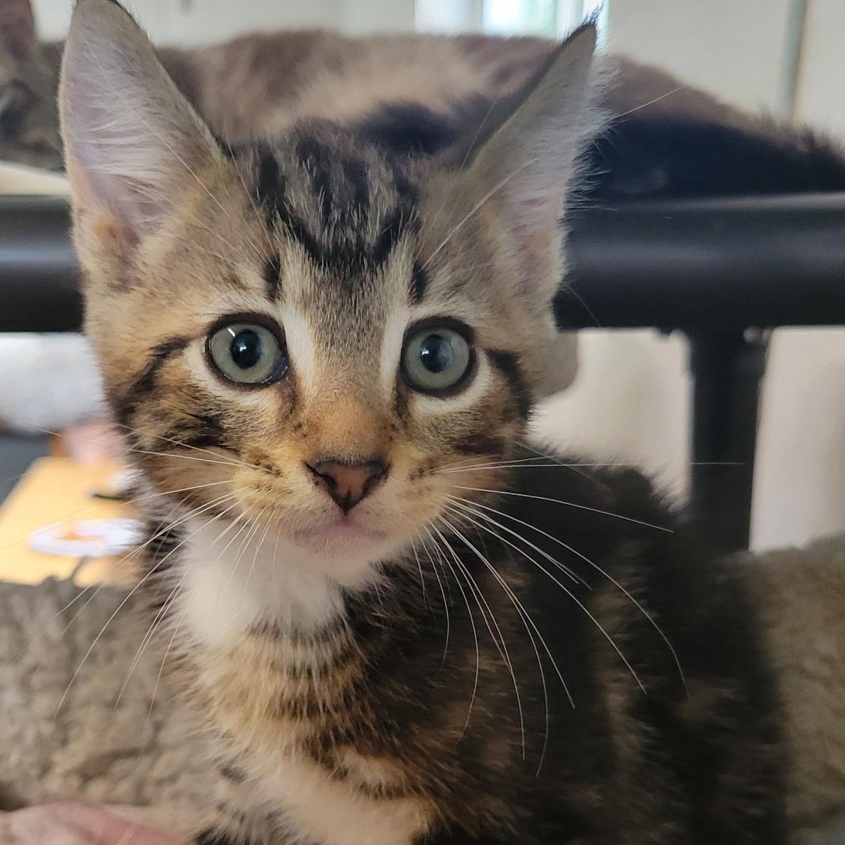Sanford, Baby Male Domestic Short Hair