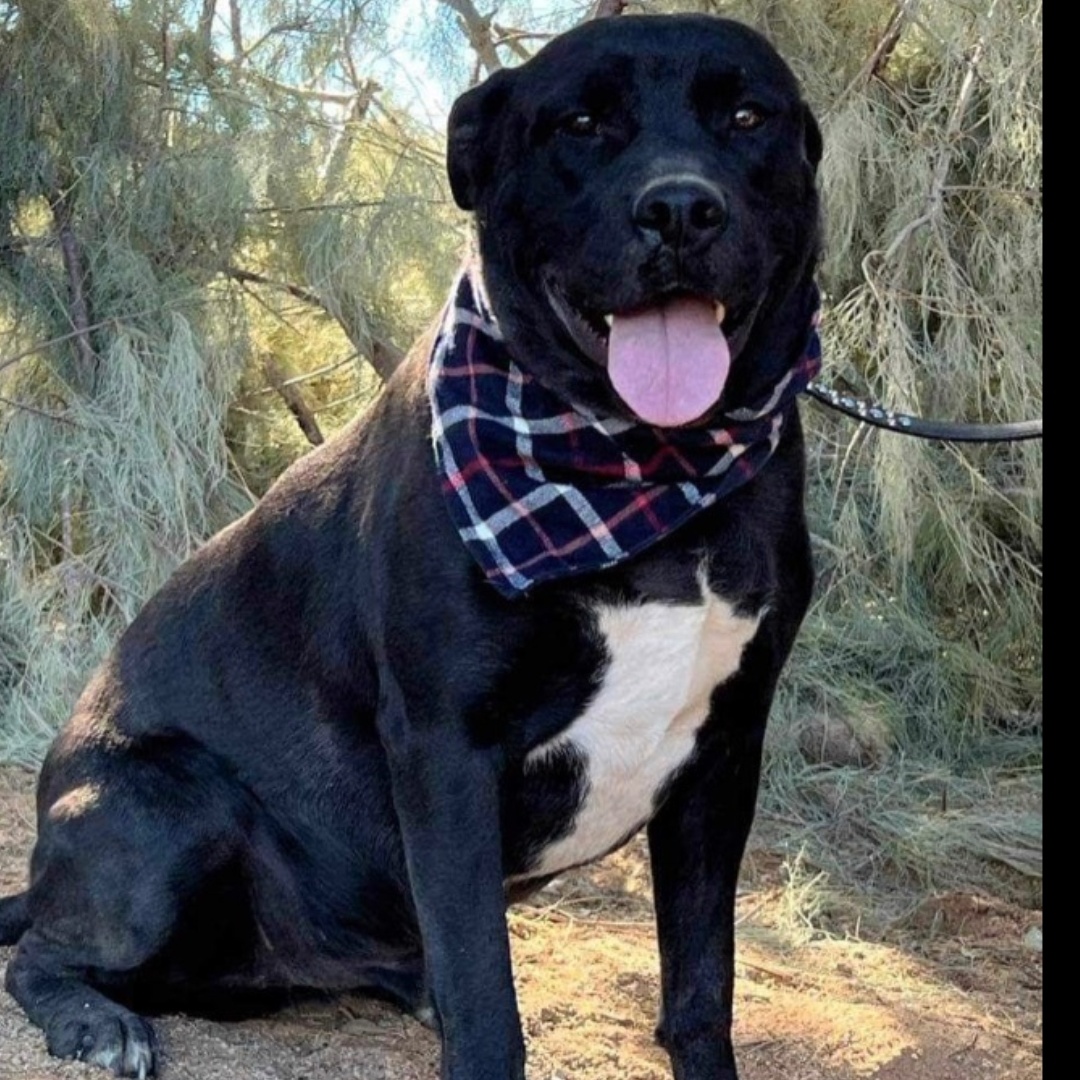 Riley, Adoptable, Adult Male Black Labrador Retriever.
