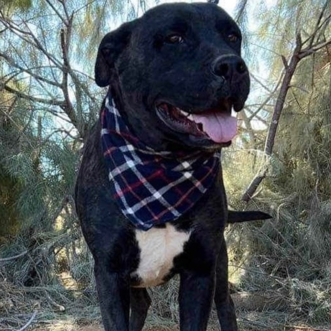 Enlarge Riley, a Adoptable mixed breed in Seal Beach, CA image 2/6