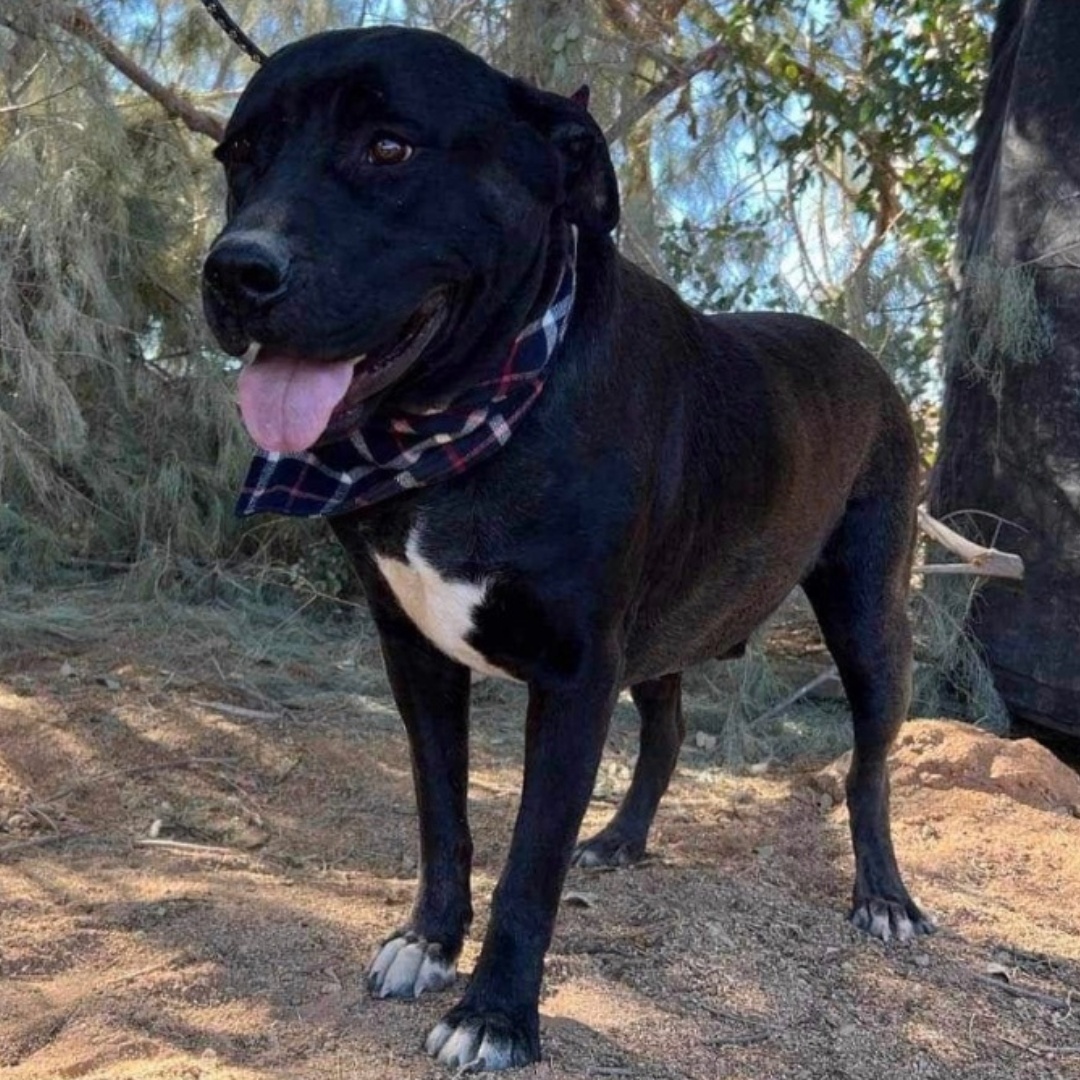 Enlarge Riley, a Adoptable mixed breed in Seal Beach, CA image 3/6