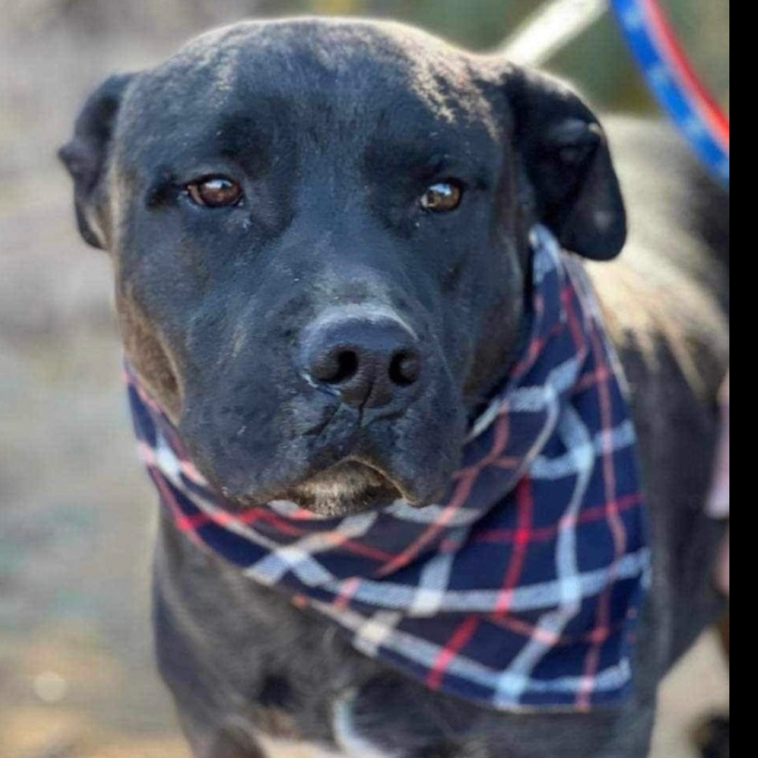 Enlarge Riley, a Adoptable mixed breed in Seal Beach, CA image 5/6