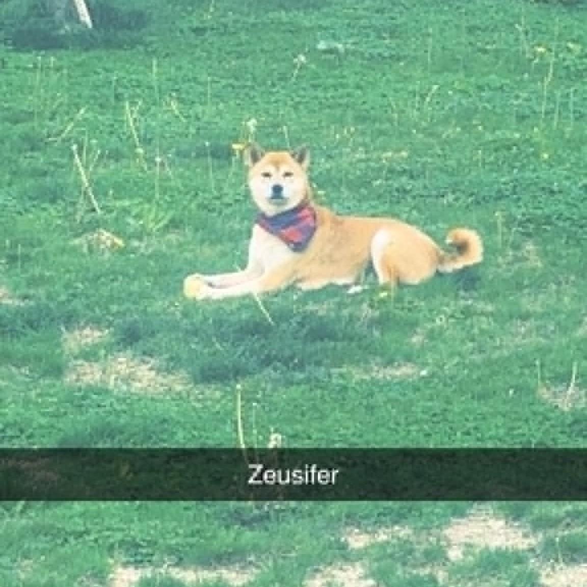 Enlarge Zeus, a ADOPTABLE Shiba Inu in Columbus, OH image 6/6