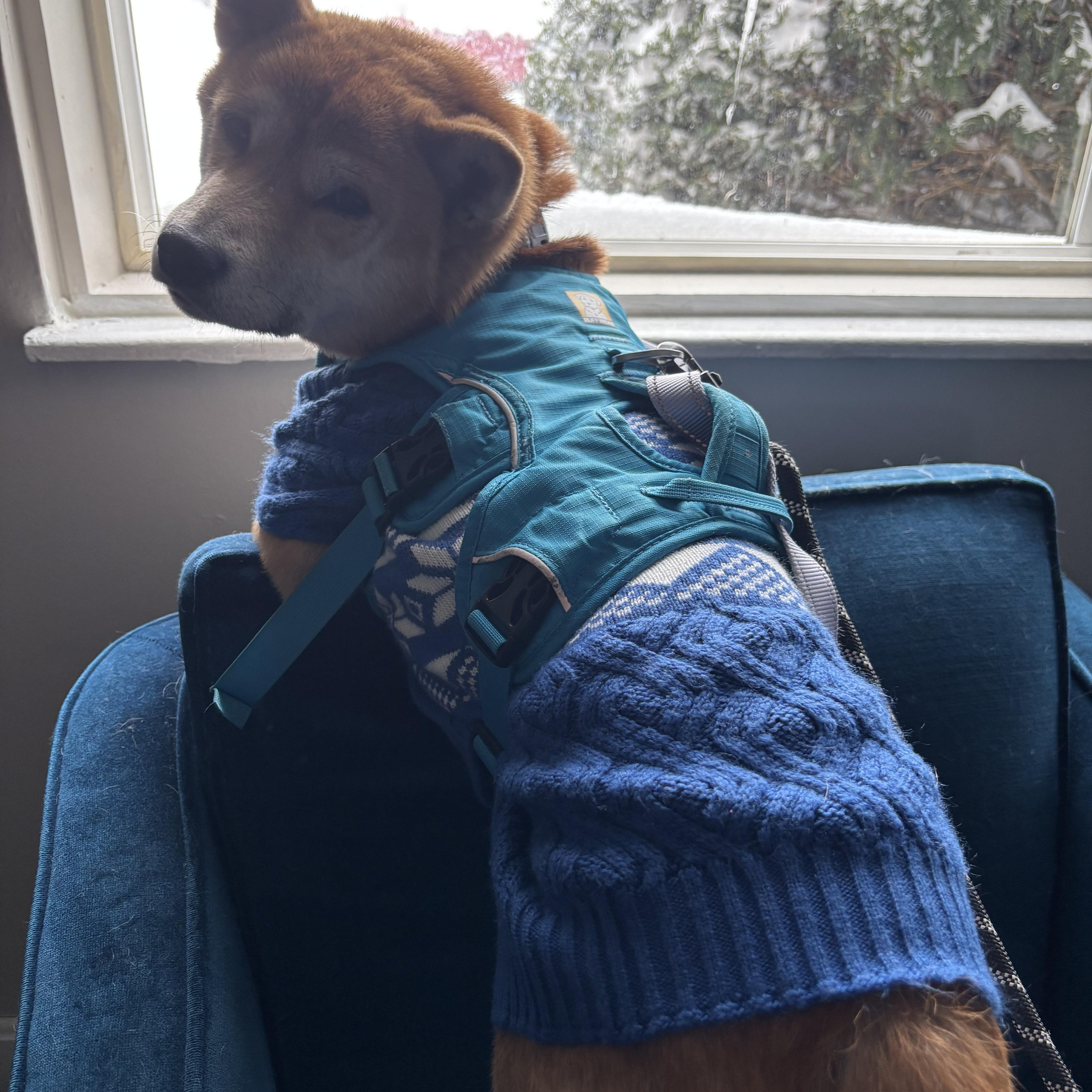 Enlarge Zeus, a ADOPTABLE Shiba Inu in Chicago, IL image 3/6