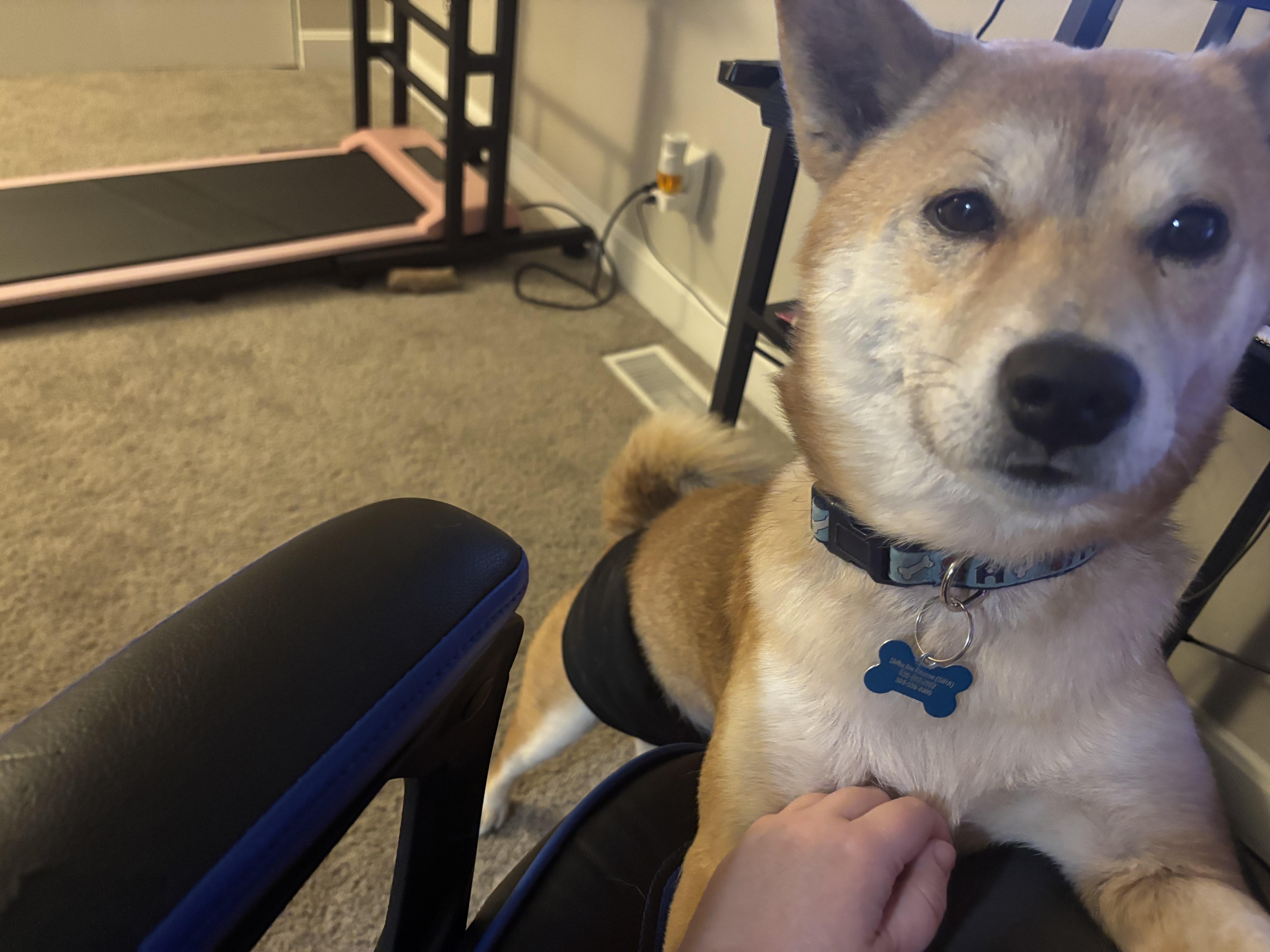 Enlarge Zeus, a ADOPTABLE Shiba Inu in Chicago, IL image 6/6