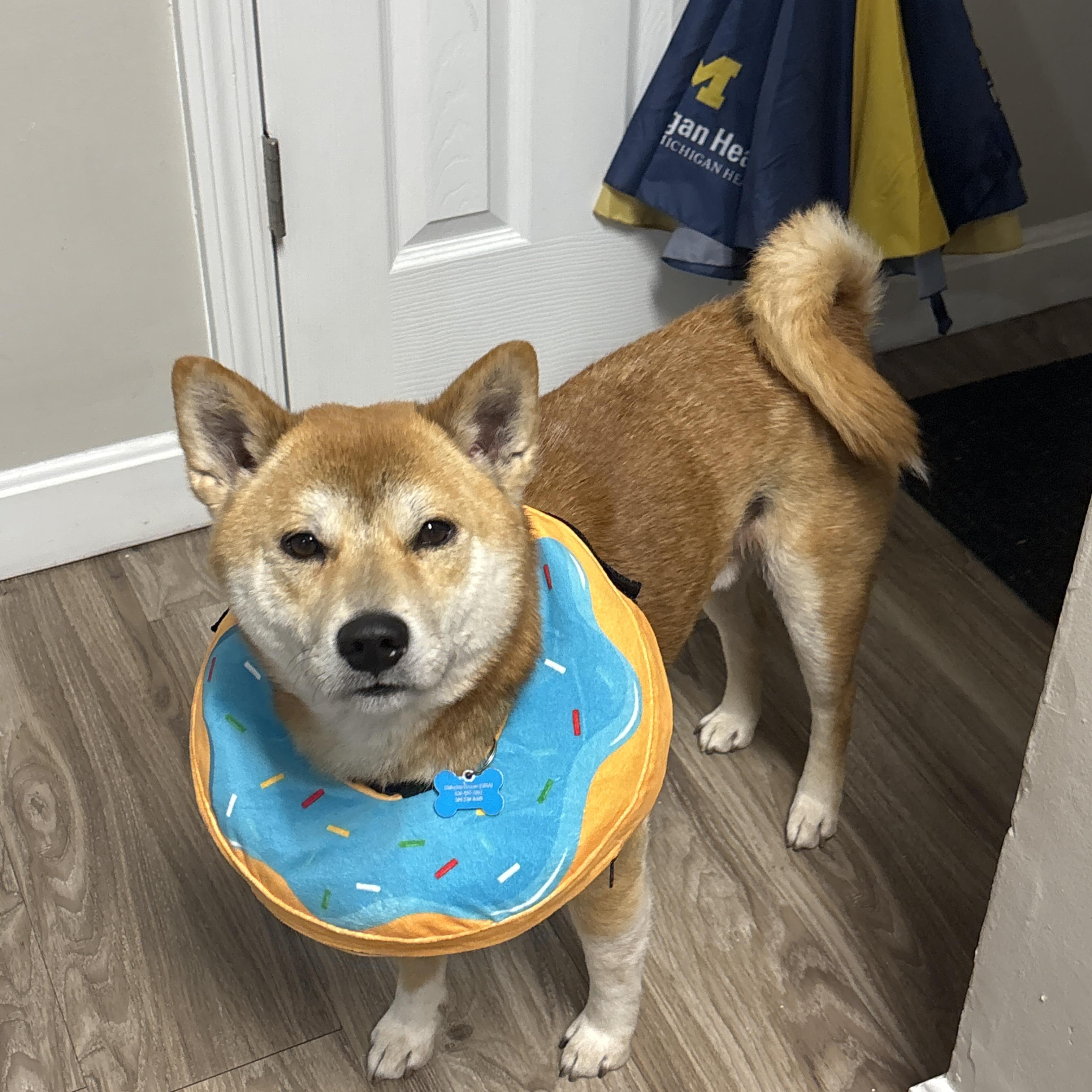 Zeus, ADOPTABLE, Adult Male Shiba Inu.