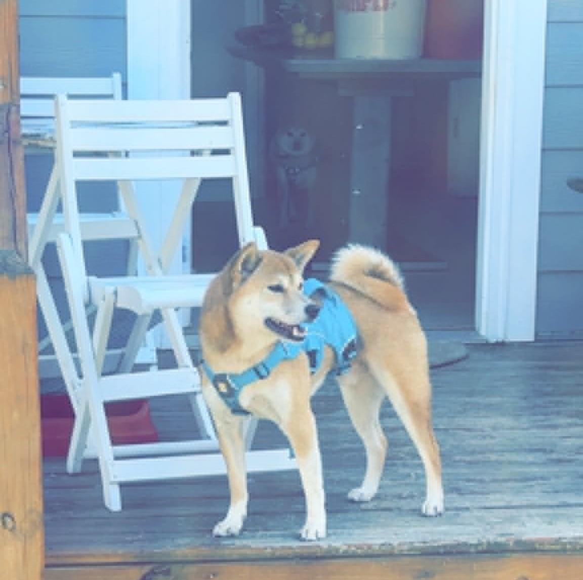 Enlarge Zeus, a ADOPTABLE Shiba Inu in Columbus, OH image 2/6