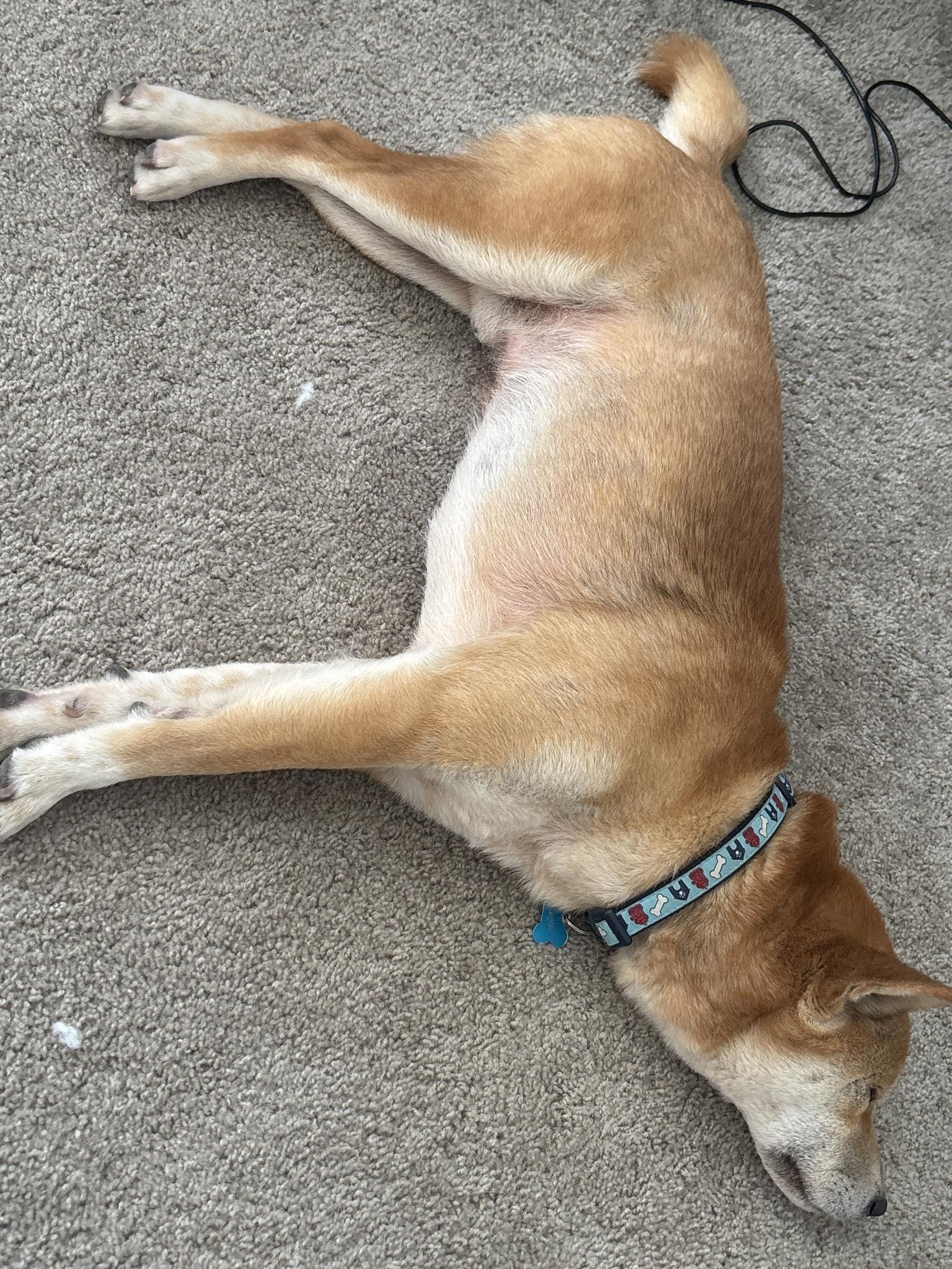 Enlarge Zeus, a ADOPTABLE Shiba Inu in Chicago, IL image 4/6