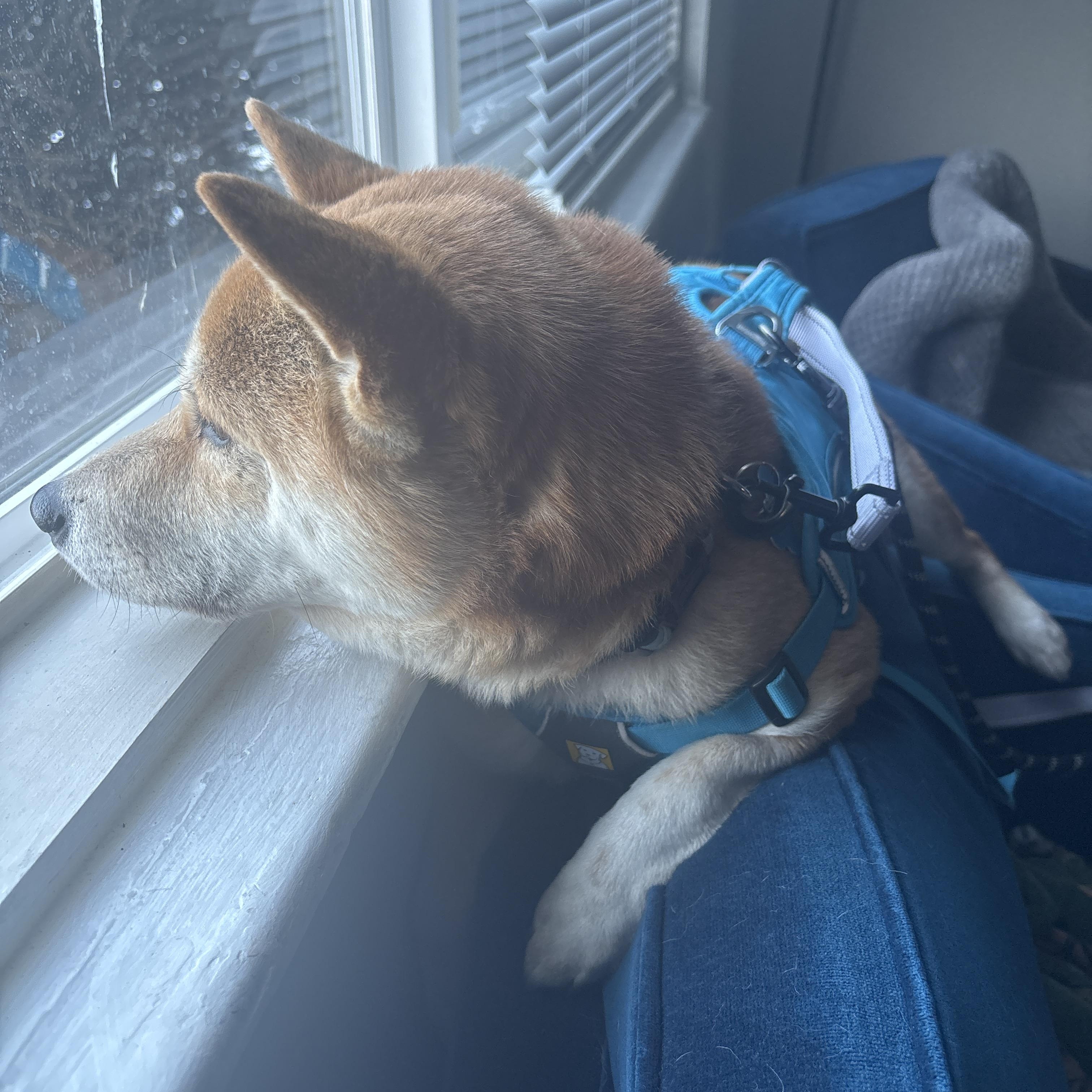 Enlarge Zeus, a ADOPTABLE Shiba Inu in Chicago, IL image 5/6