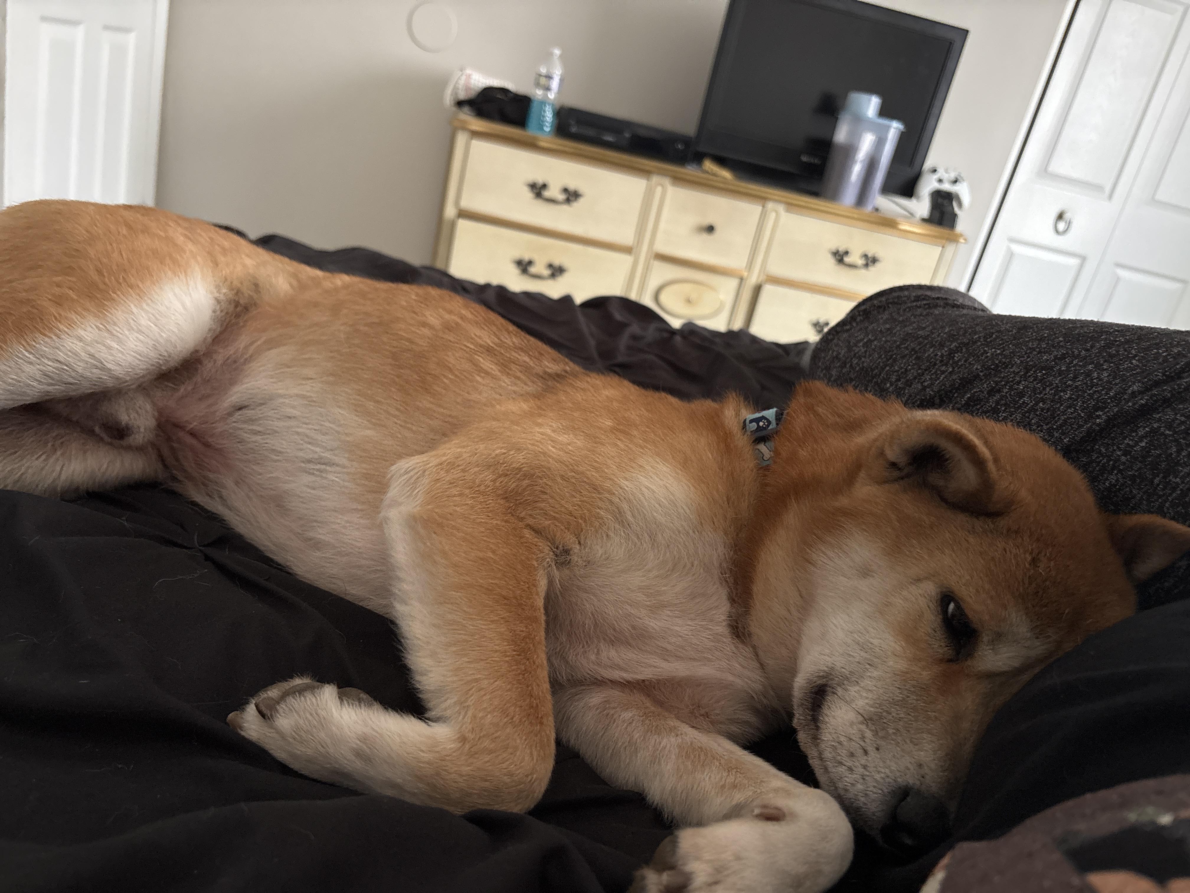 Enlarge Zeus, a ADOPTABLE Shiba Inu in Chicago, IL image 2/6