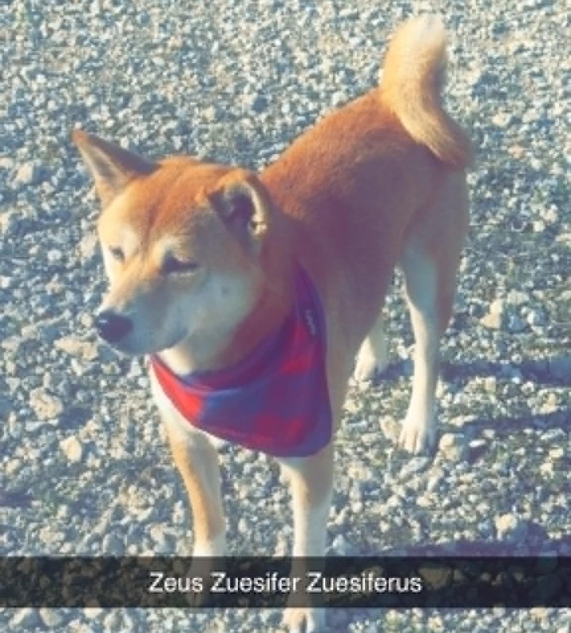 Zeus, ADOPTABLE, Adult Male Shiba Inu.