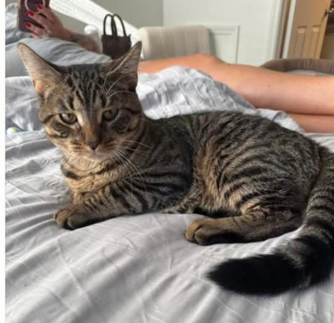 Doby, a Adoptable mixed breed in Rochester Hills, MI image 2/2