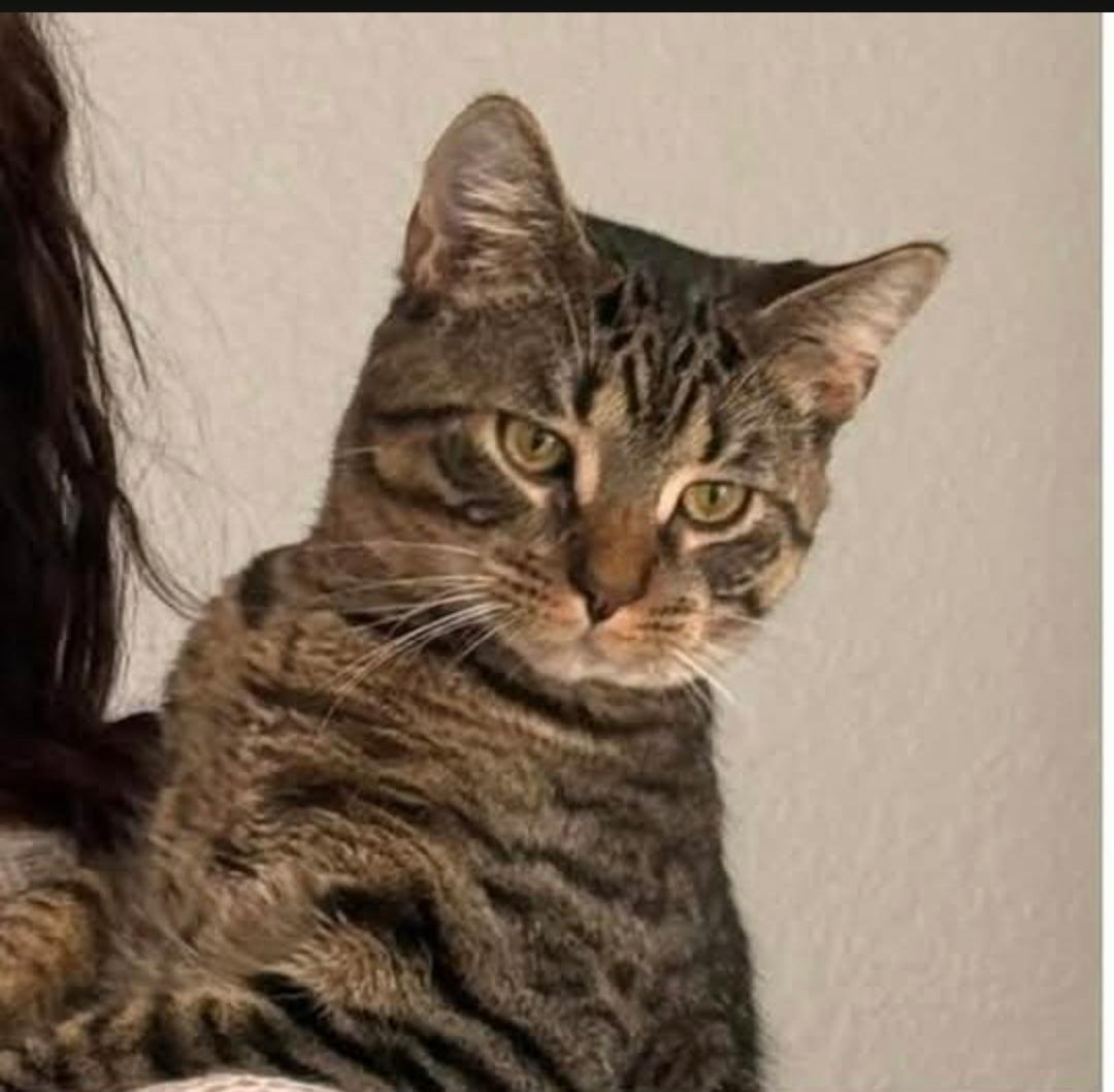 Doby, Adoptable, Kitten Male Domestic Short Hair & Tabby.