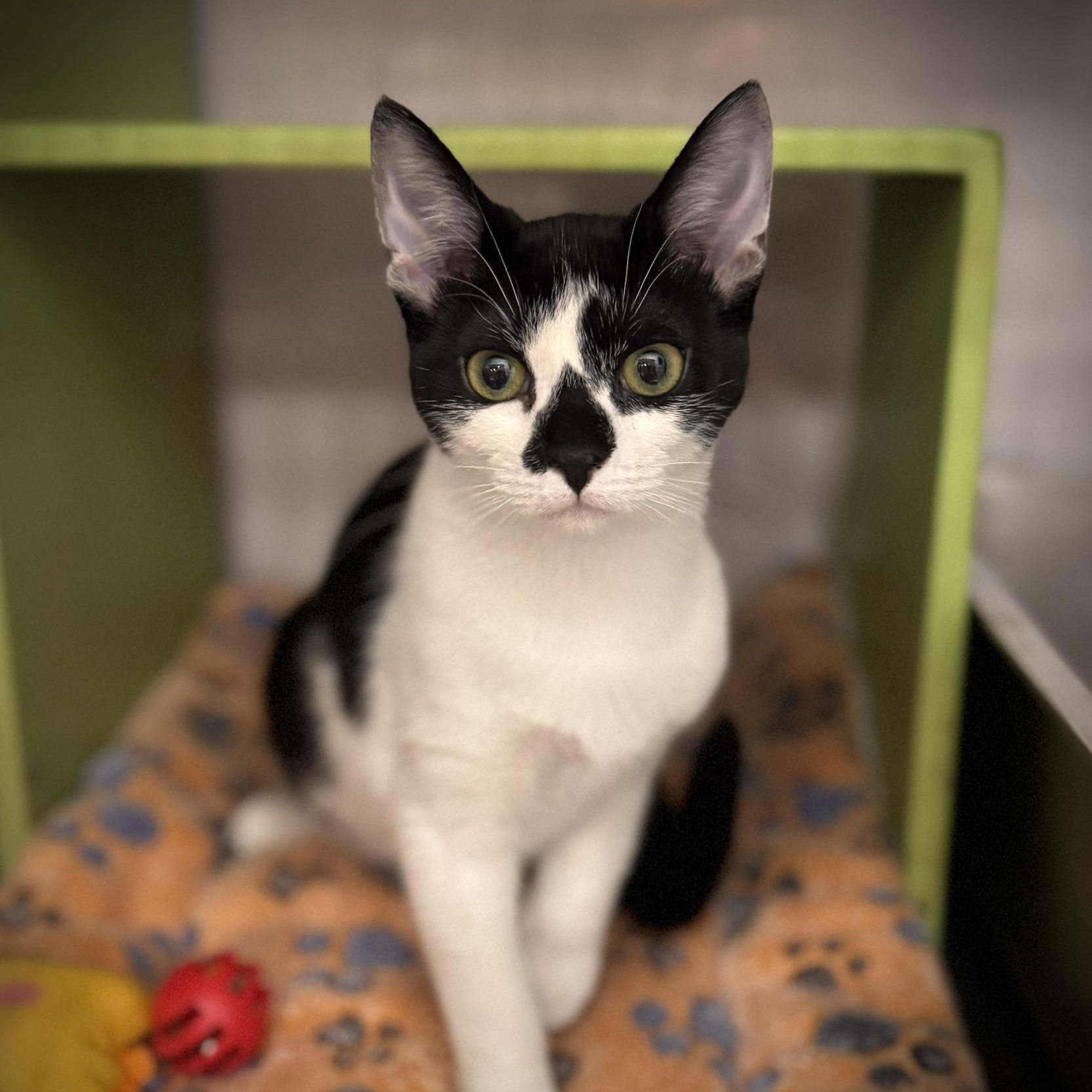 Dottie @ Livonia PetSmart
