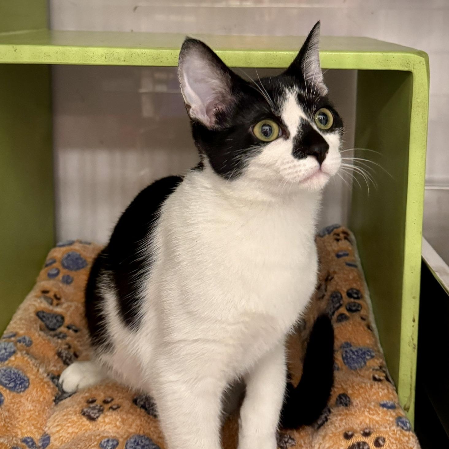 Dottie @ Livonia PetSmart