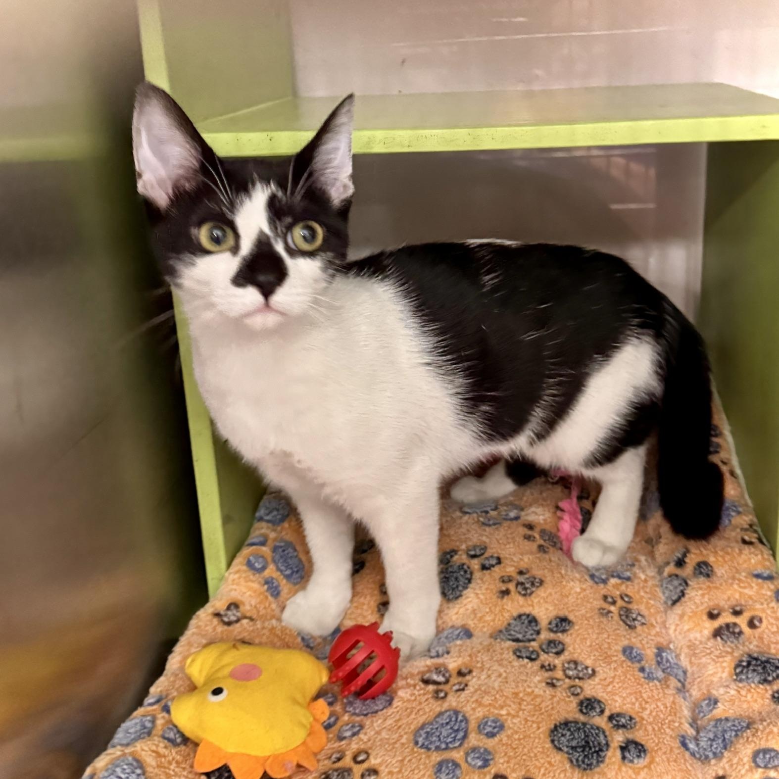 Dottie @ Livonia PetSmart