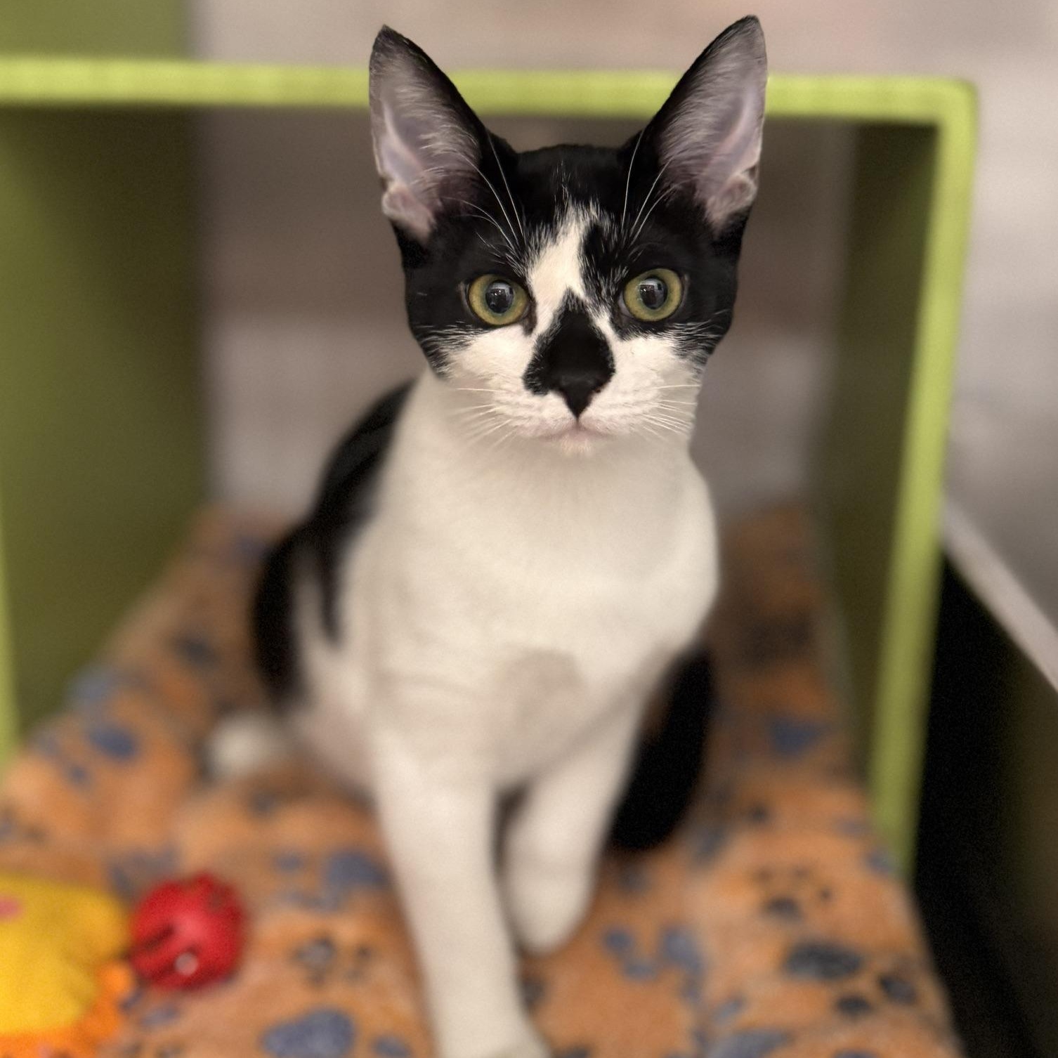 Dottie @ Livonia PetSmart