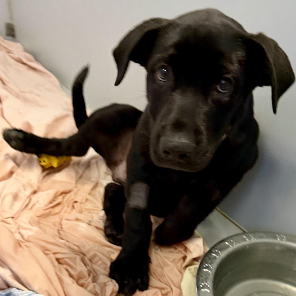 Pachy, Adoptable, Puppy Male Cane Corso & Shepherd.