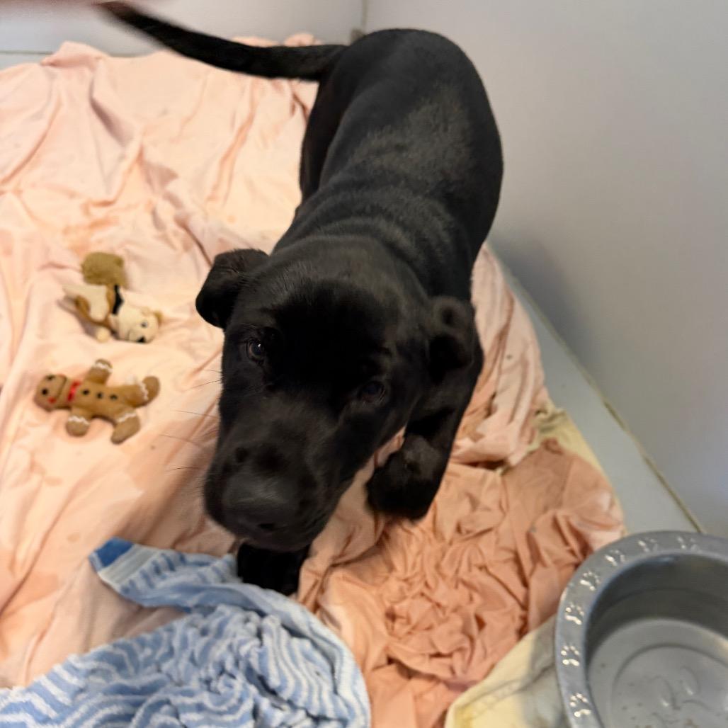 Enlarge Pachy, a Adoptable mixed breed in Palm Springs, CA image 2/2