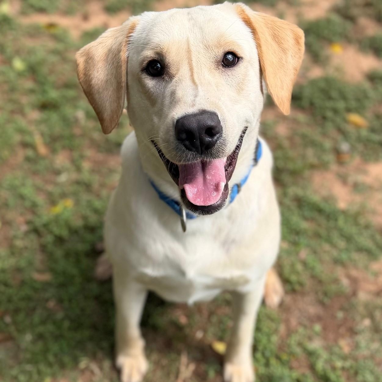 Brooks, adopted, Adult Male Labrador Retriever.