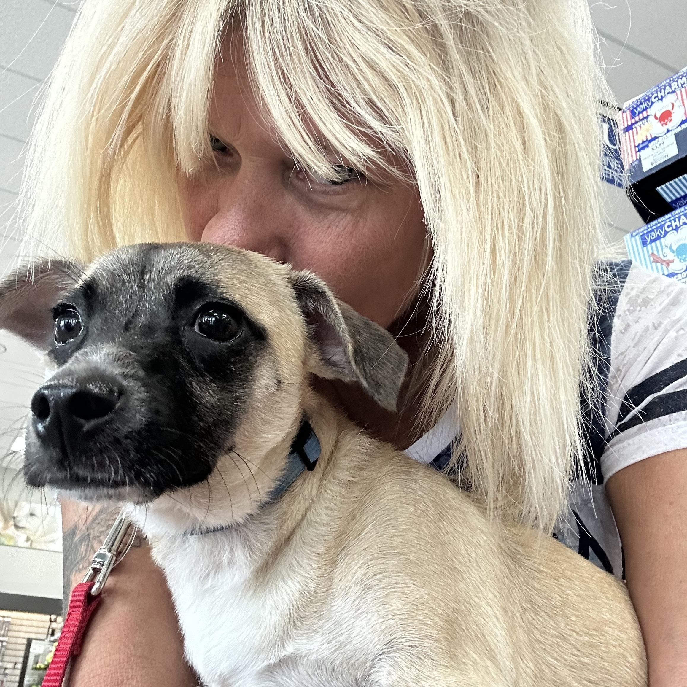 Duke, a Adoptable mixed breed in Bradenton, FL image 4/6