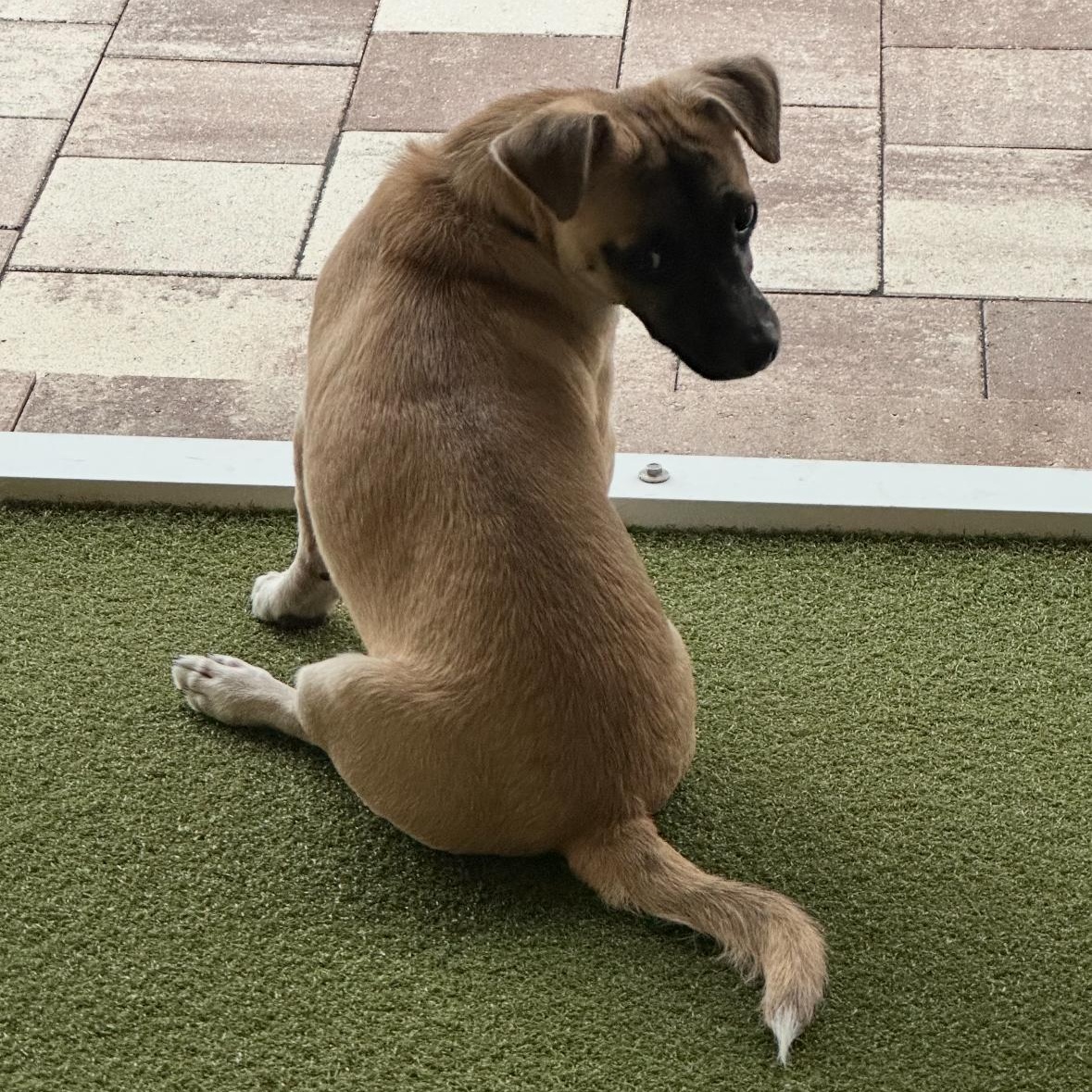 Duke, a Adoptable mixed breed in Bradenton, FL image 2/5