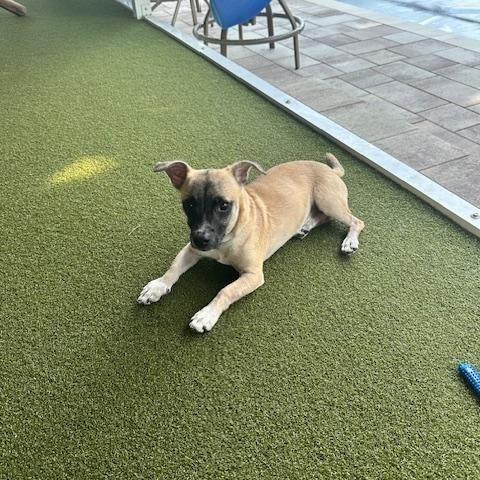 Duke, Adoptable, Puppy Male Chihuahua & Terrier.