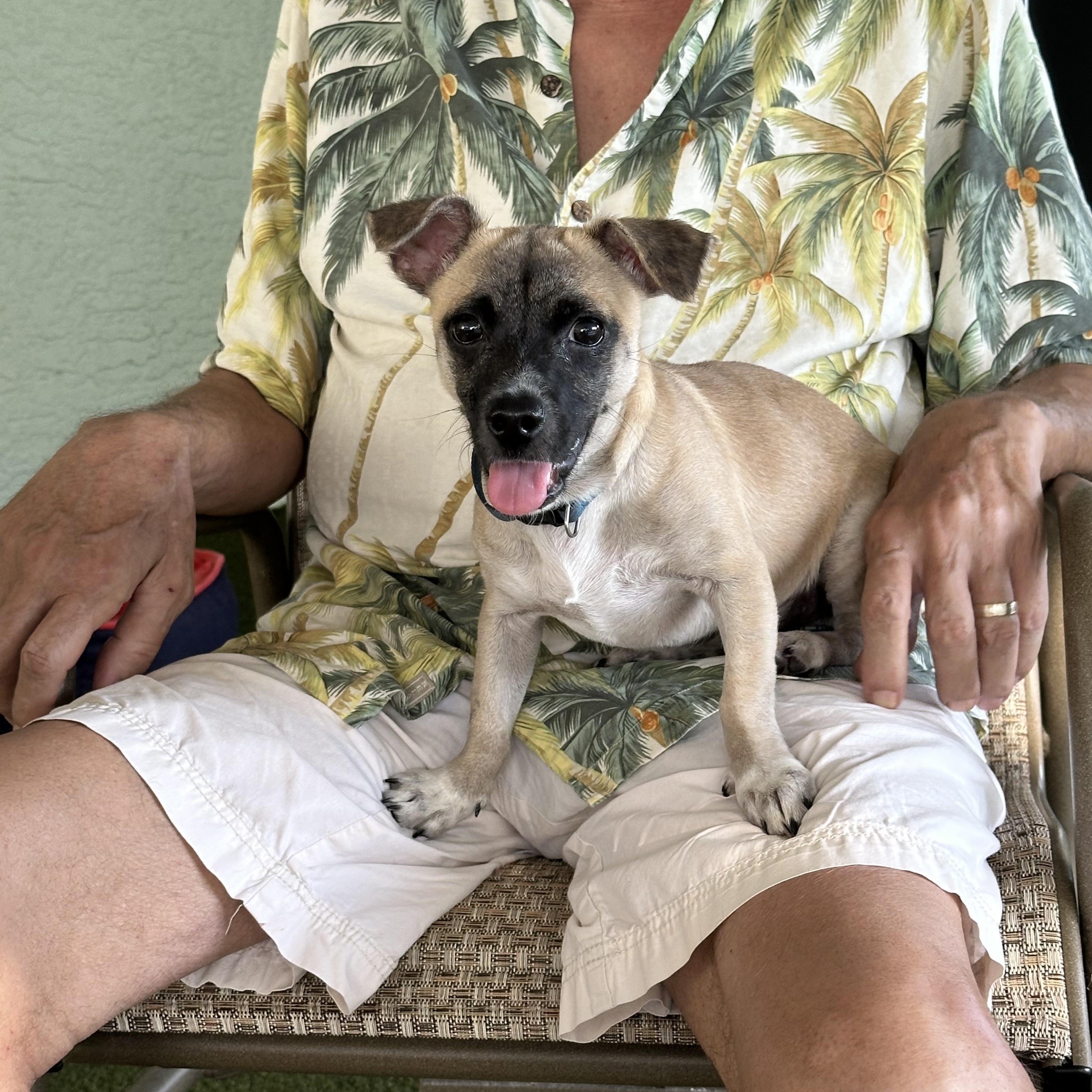 Duke, a Adoptable mixed breed in Bradenton, FL image 5/6