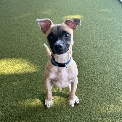 Duke, a Adoptable mixed breed in Bradenton, FL image 1/5