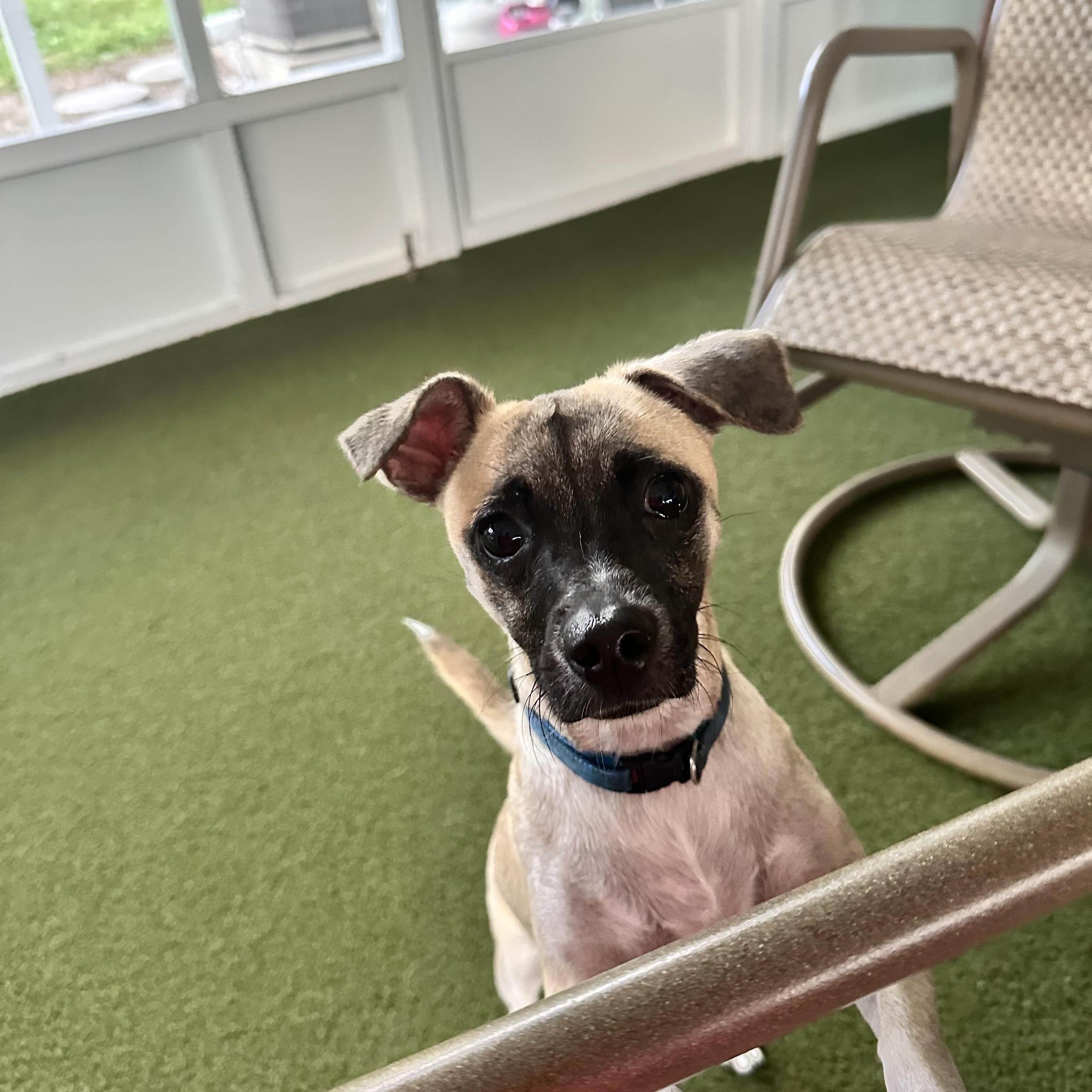 Duke, a Adoptable mixed breed in Bradenton, FL image 1/6